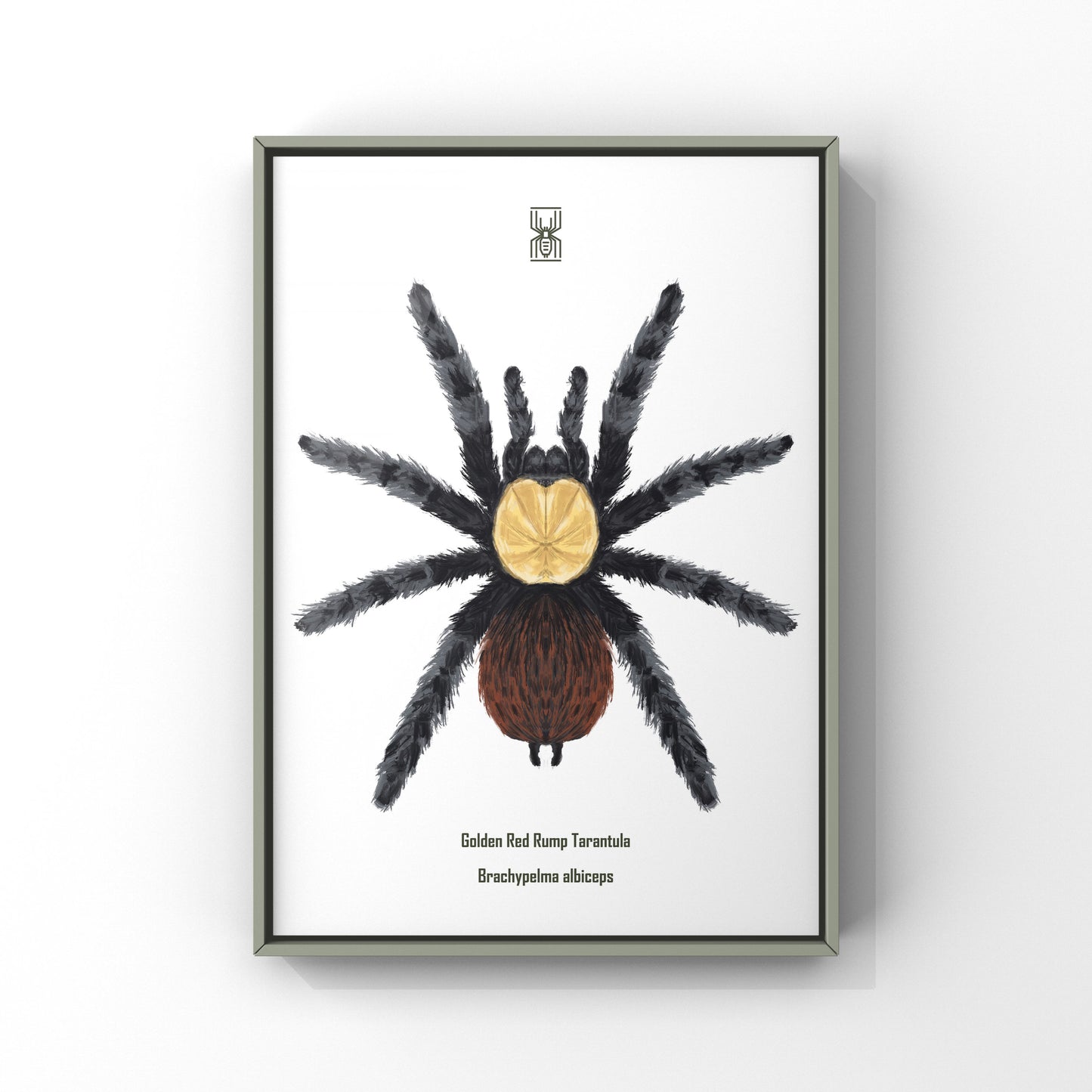 Golden Red Rump Tarantula, Brachypelma Albiceps, Photographic Art Print from The Silk Ranch