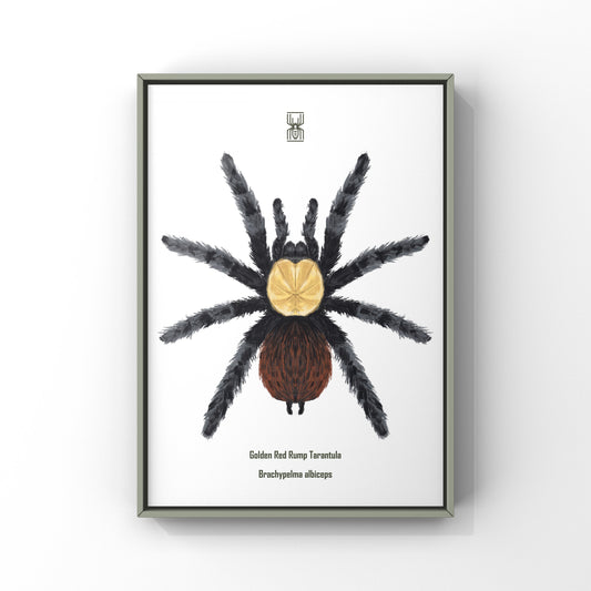 Golden Red Rump Tarantula, Brachypelma Albiceps, Photographic Art Print from The Silk Ranch