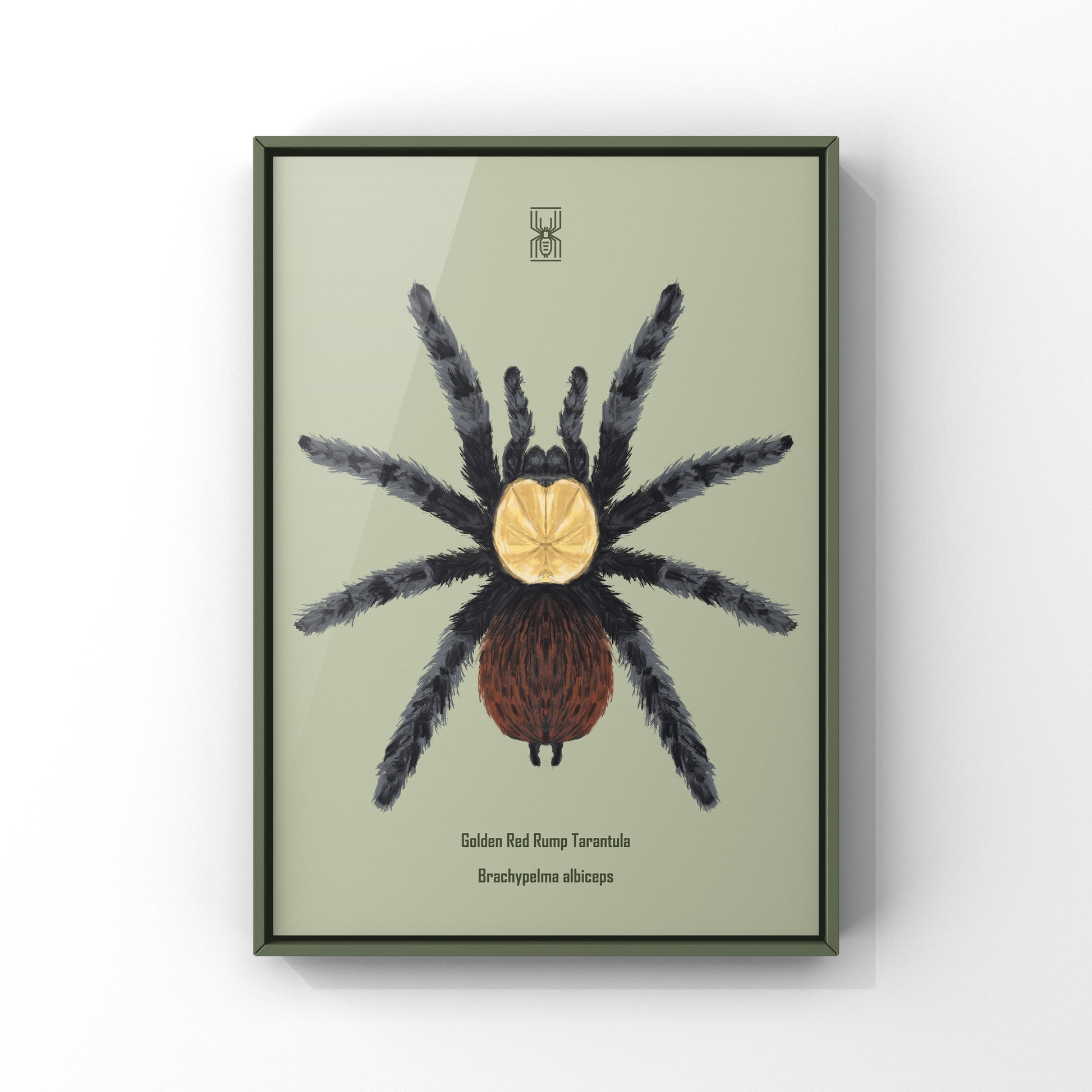 Golden Red Rump Tarantula, Brachypelma Albiceps, Photographic Art Print from The Silk Ranch