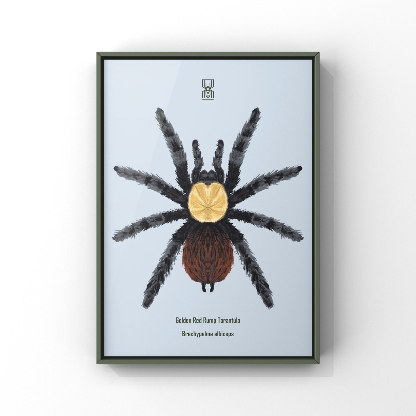 Golden Red Rump Tarantula, Brachypelma Albiceps, Photographic Art Print from The Silk Ranch