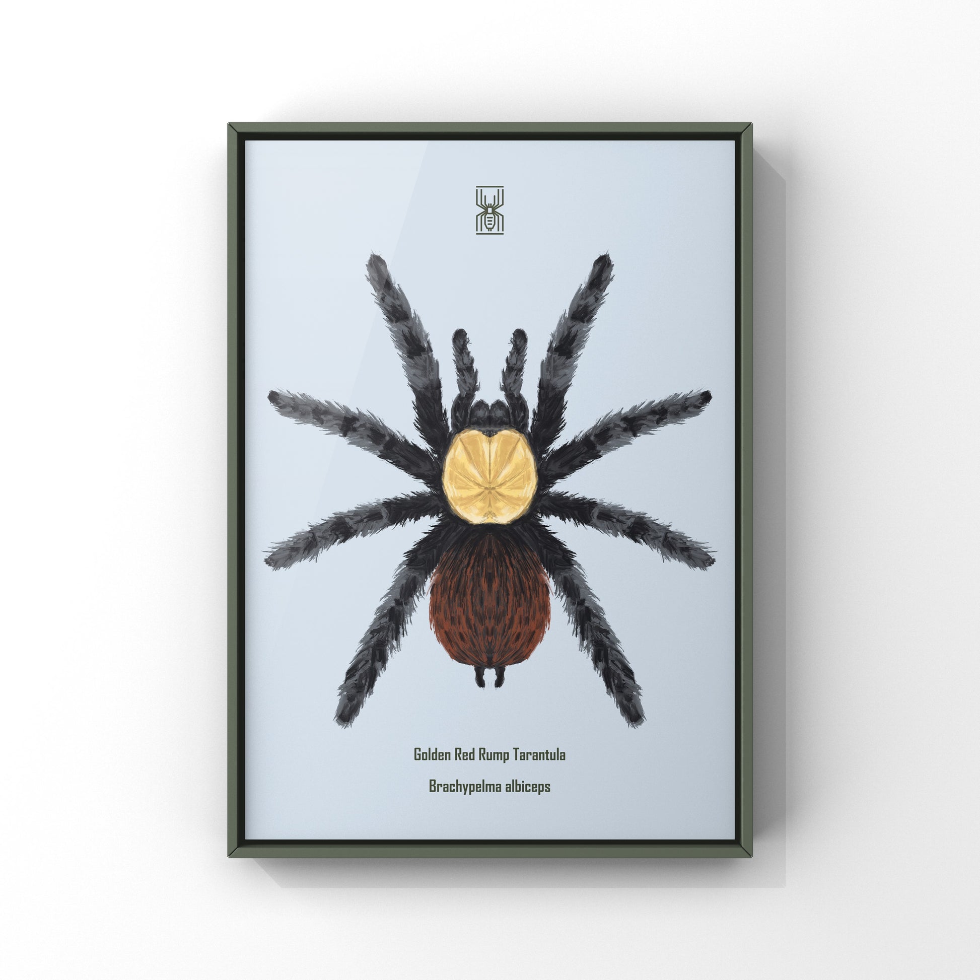 Golden Red Rump Tarantula, Brachypelma Albiceps, Photographic Art Print from The Silk Ranch