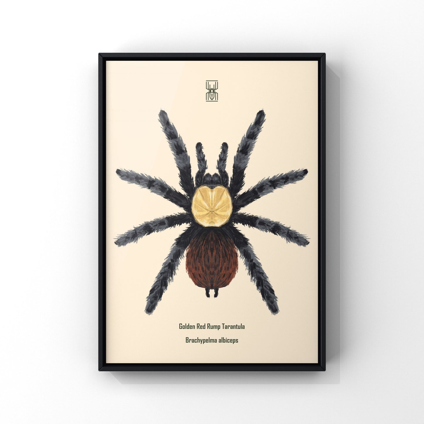 Golden Red Rump Tarantula, Brachypelma Albiceps, Photographic Art Print from The Silk Ranch