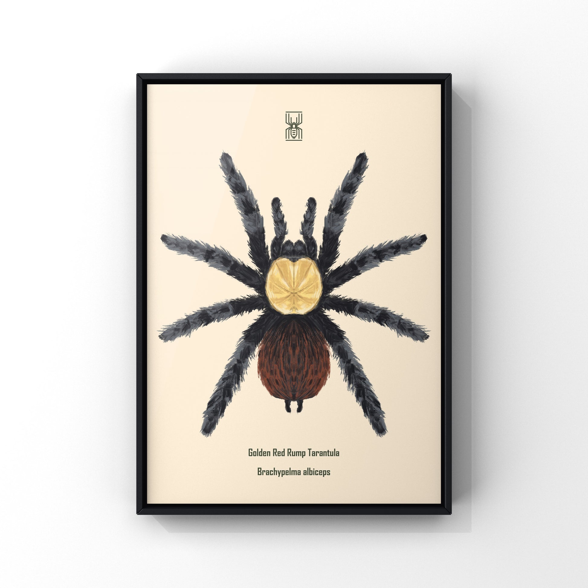 Golden Red Rump Tarantula, Brachypelma Albiceps, Photographic Art Print from The Silk Ranch