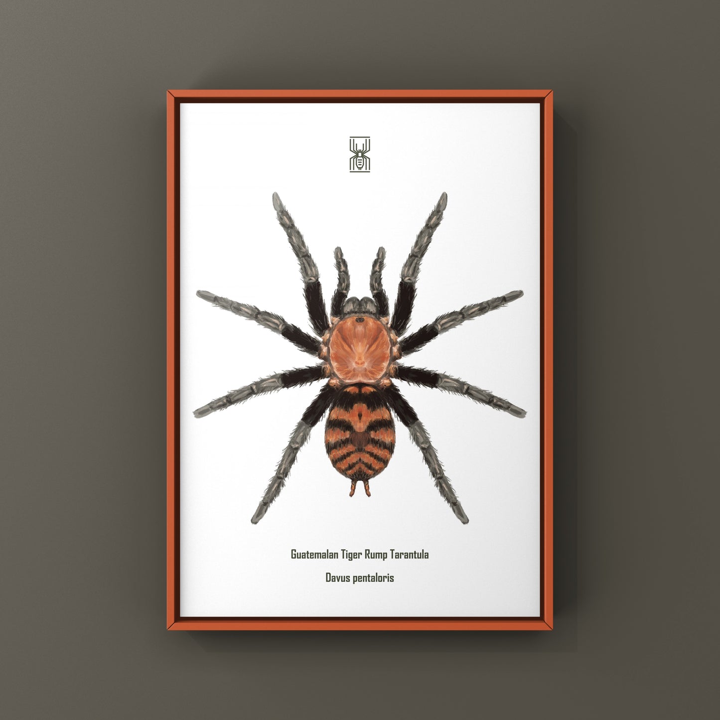 Guatemalan Tiger Rump Tarantula, Davus Pentaloris, Photographic Art Print from The Silk Ranch