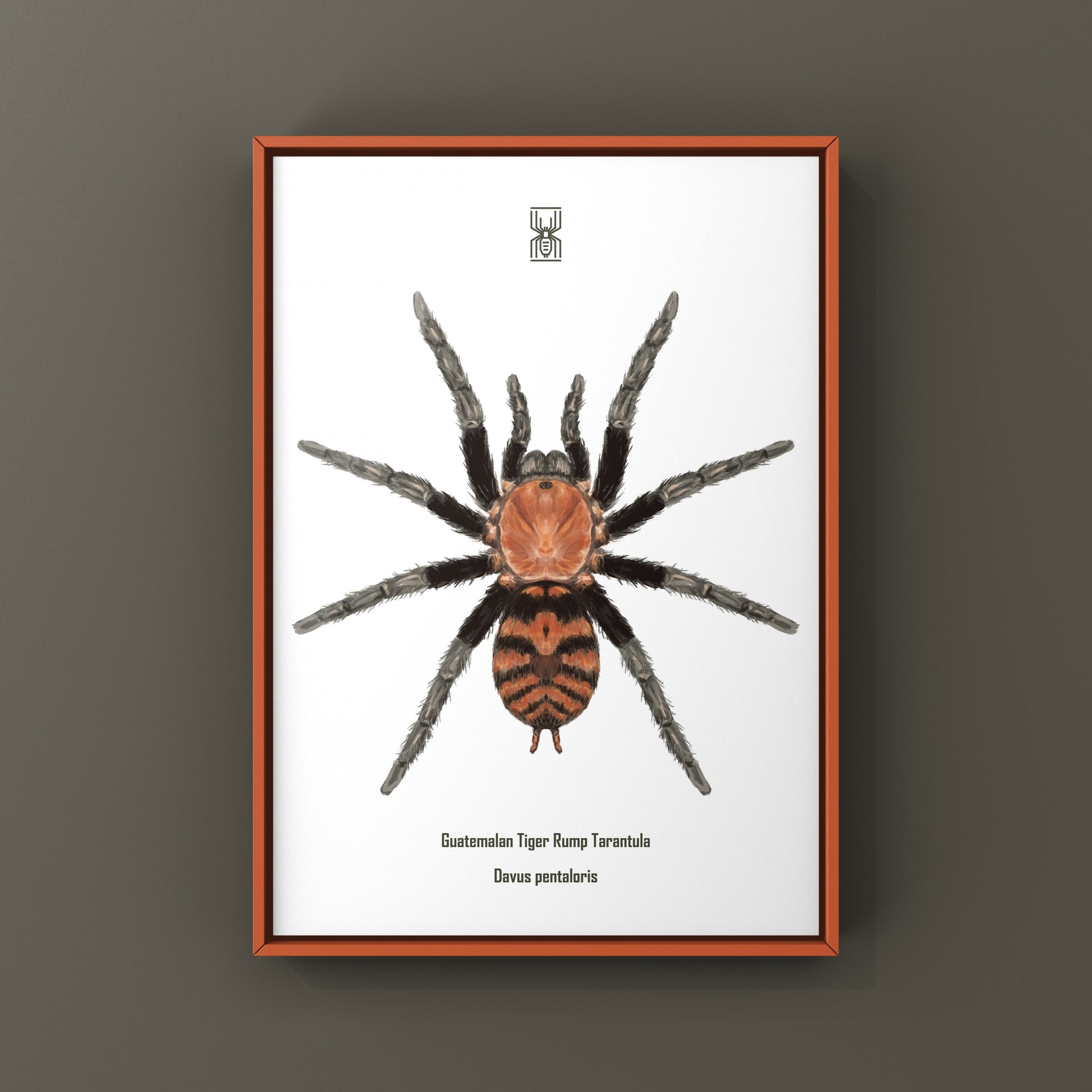 Guatemalan Tiger Rump Tarantula, Davus Pentaloris, Photographic Art Print from The Silk Ranch
