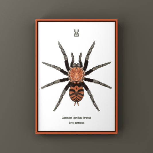 Guatemalan Tiger Rump Tarantula, Davus Pentaloris, Photographic Art Print from The Silk Ranch