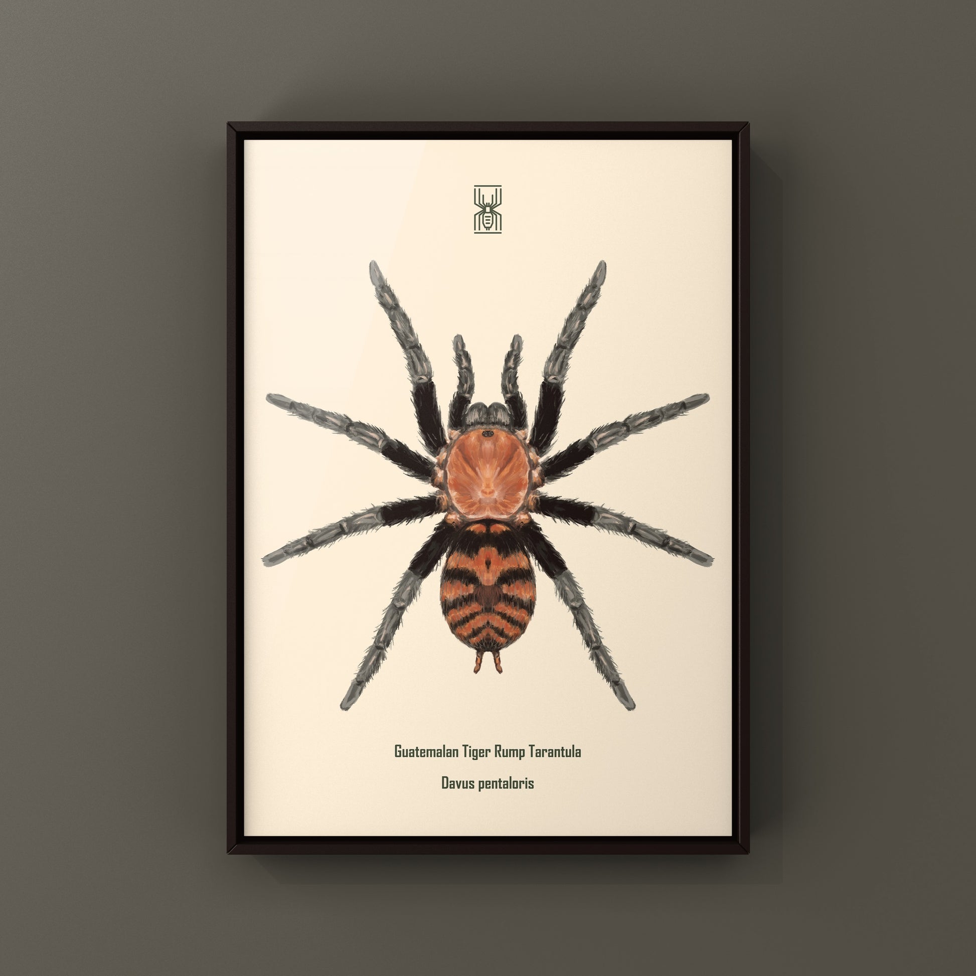 Guatemalan Tiger Rump Tarantula, Davus Pentaloris, Photographic Art Print from The Silk Ranch