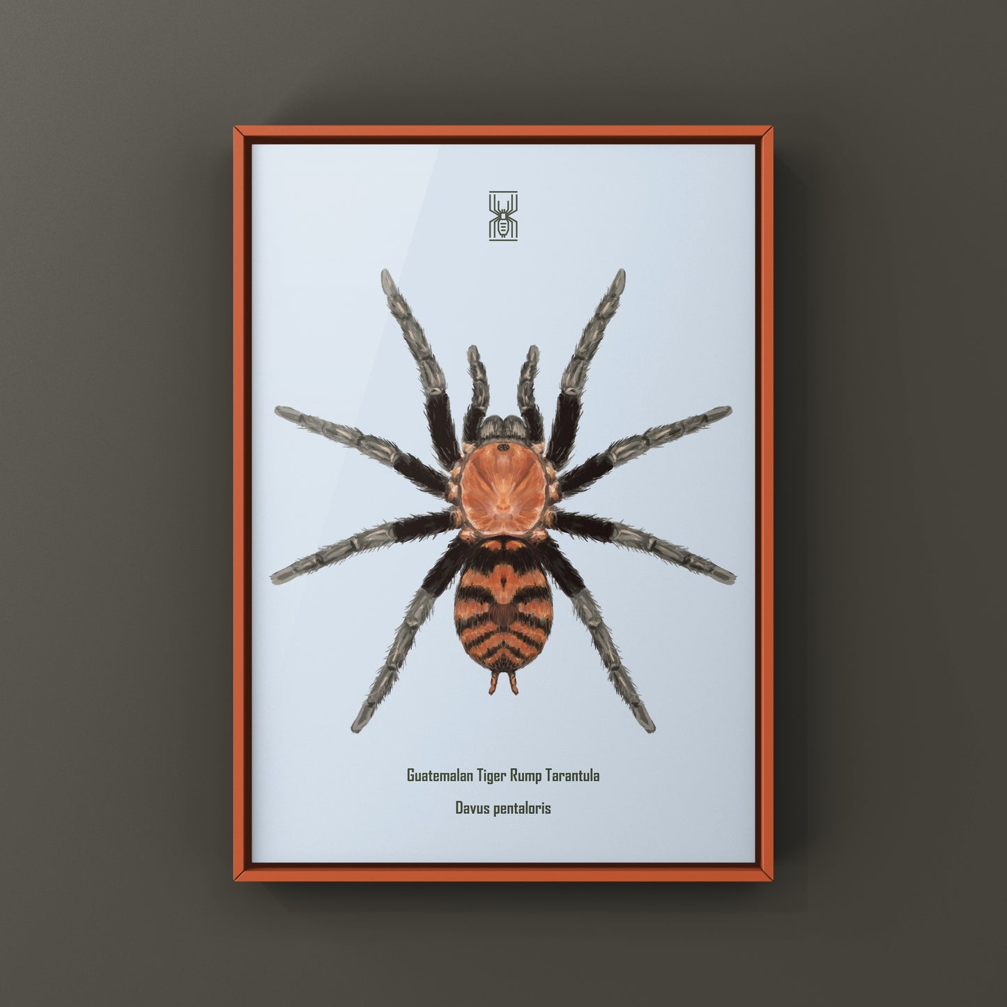 Guatemalan Tiger Rump Tarantula, Davus Pentaloris, Photographic Art Print from The Silk Ranch