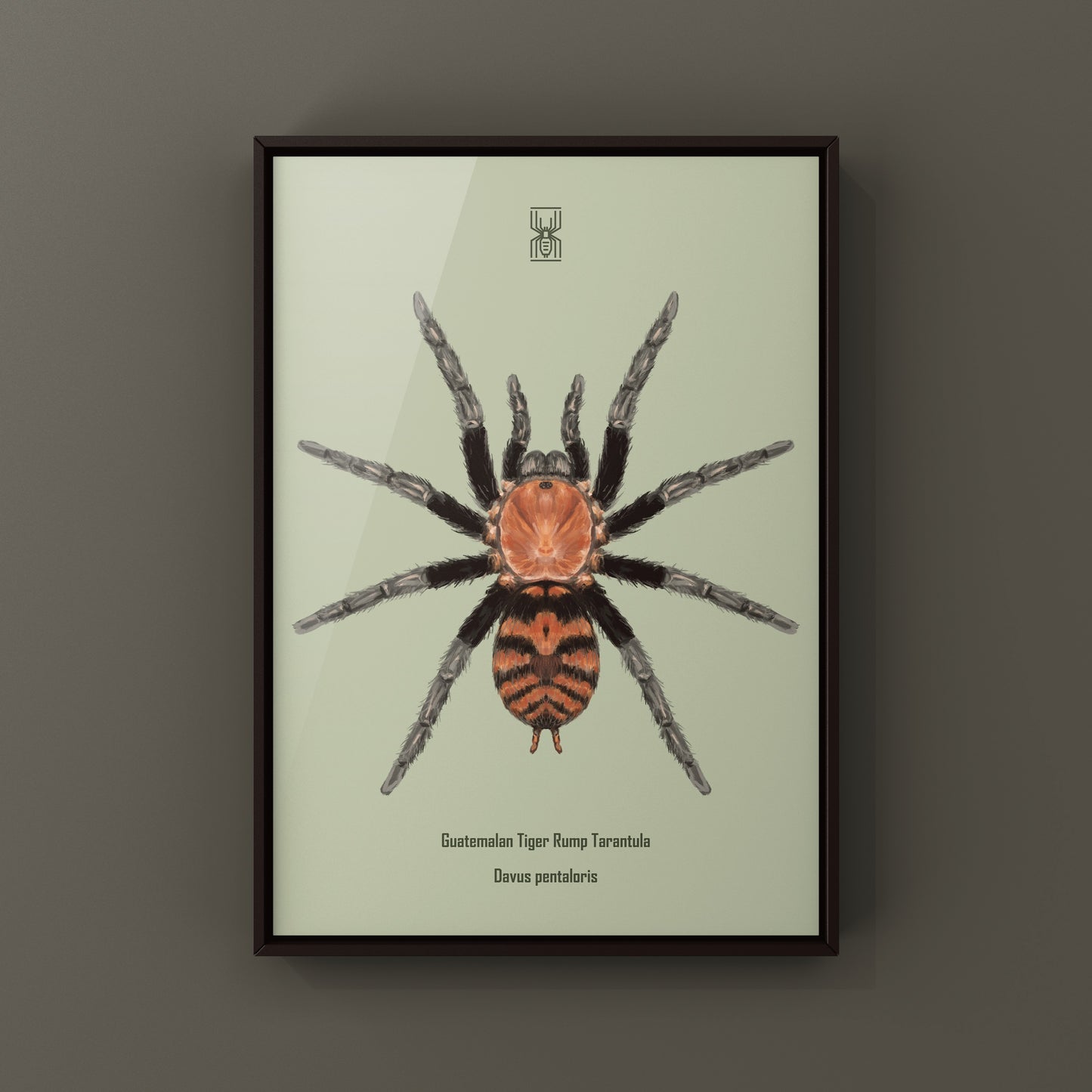Guatemalan Tiger Rump Tarantula, Davus Pentaloris, Photographic Art Print from The Silk Ranch