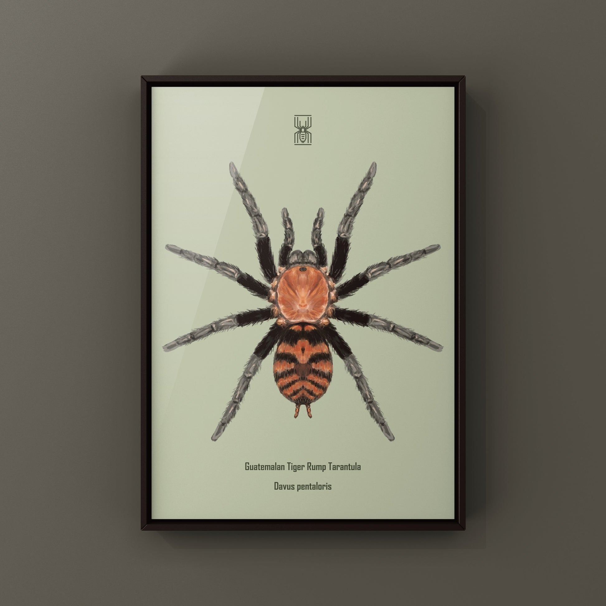 Guatemalan Tiger Rump Tarantula, Davus Pentaloris, Photographic Art Print from The Silk Ranch