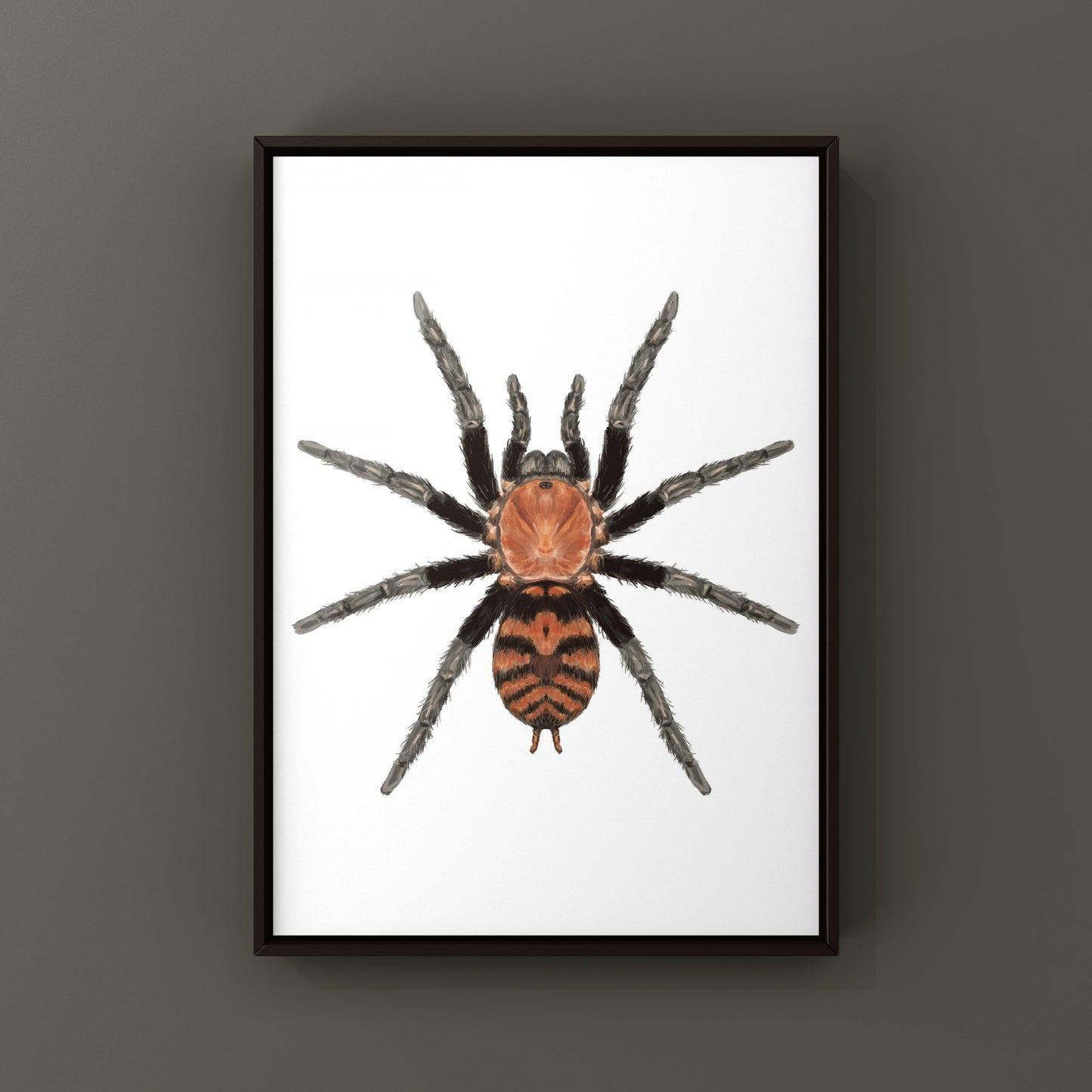 Guatemalan Tiger Rump Tarantula, Davus Pentaloris, Photographic Art Print from The Silk Ranch