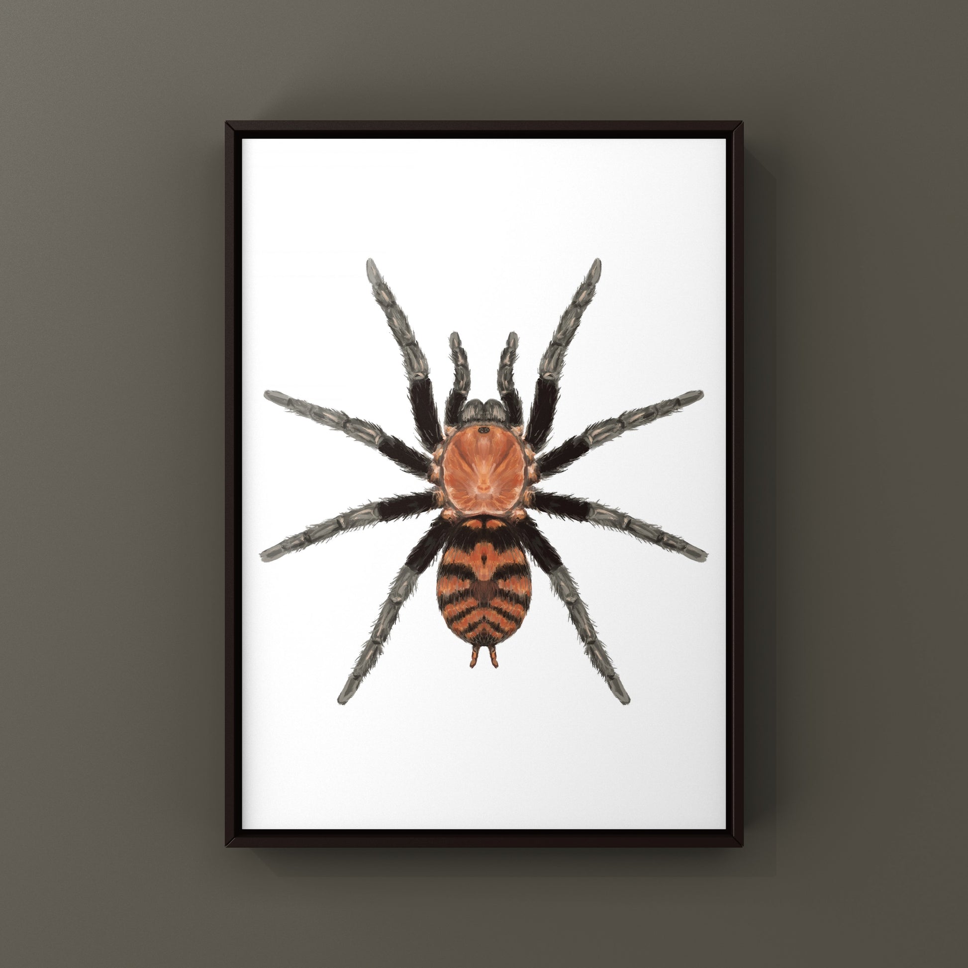 Guatemalan Tiger Rump Tarantula, Davus Pentaloris, Photographic Art Print from The Silk Ranch