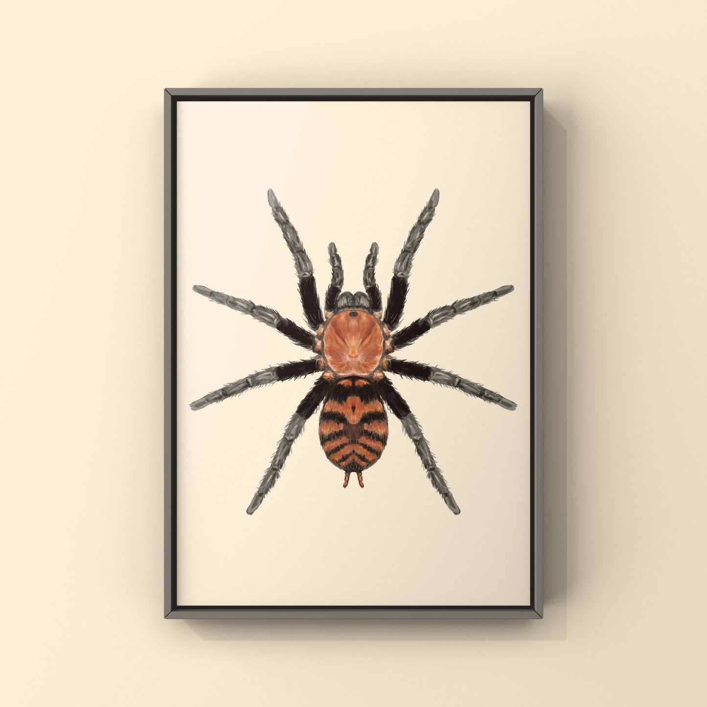 Guatemalan Tiger Rump Tarantula, Davus Pentaloris, Photographic Art Print from The Silk Ranch