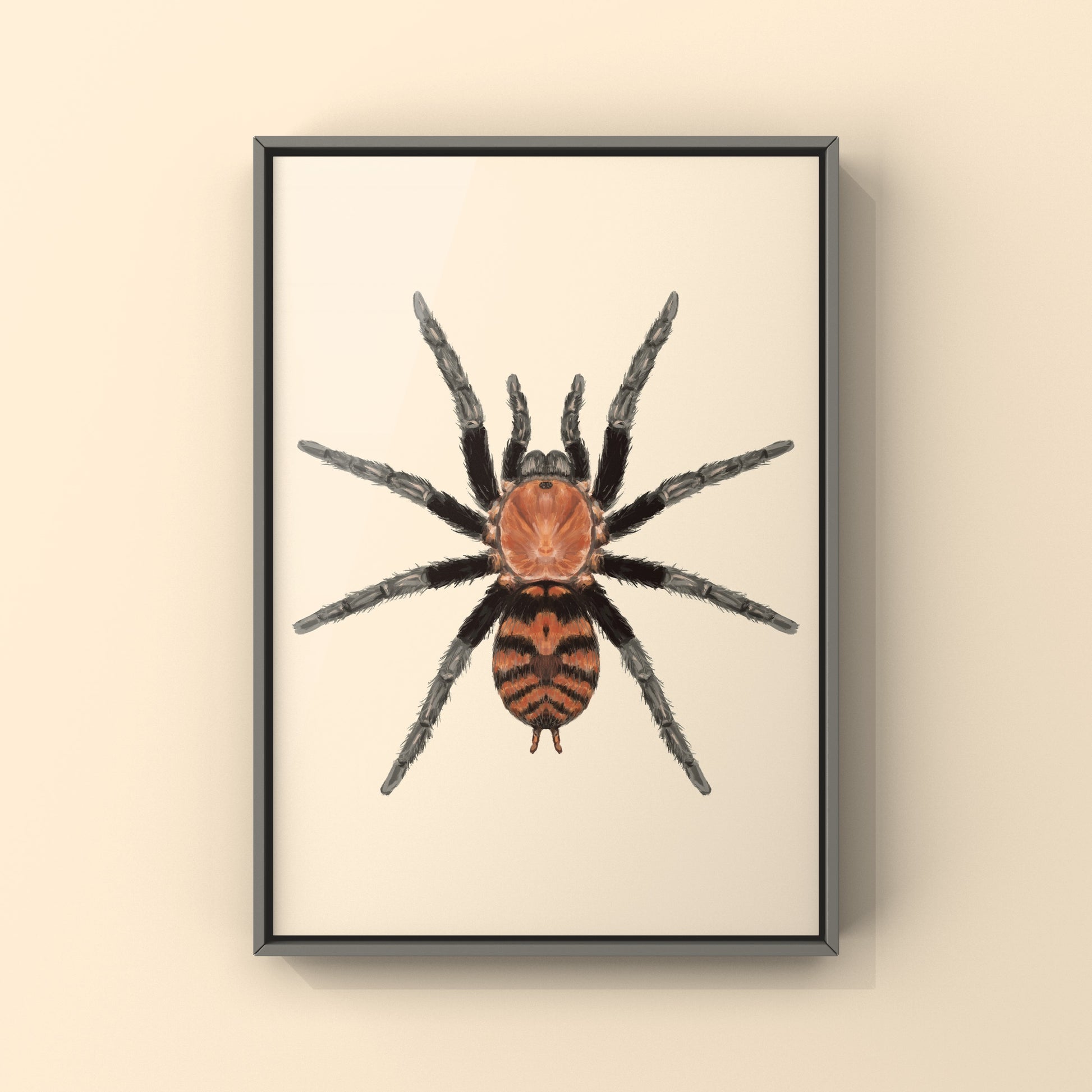 Guatemalan Tiger Rump Tarantula, Davus Pentaloris, Photographic Art Print from The Silk Ranch