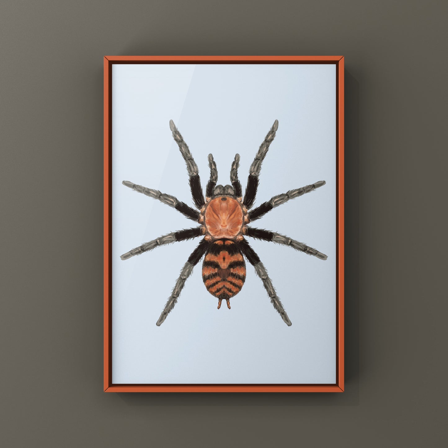 Guatemalan Tiger Rump Tarantula, Davus Pentaloris, Photographic Art Print from The Silk Ranch