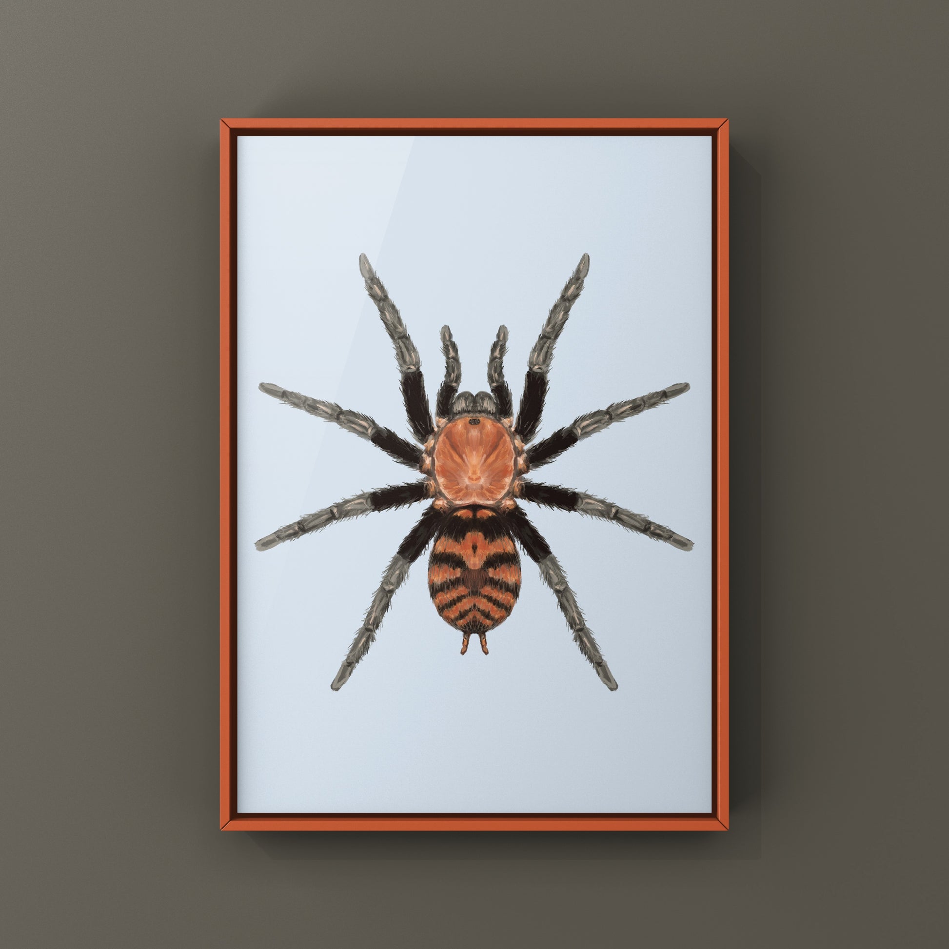 Guatemalan Tiger Rump Tarantula, Davus Pentaloris, Photographic Art Print from The Silk Ranch