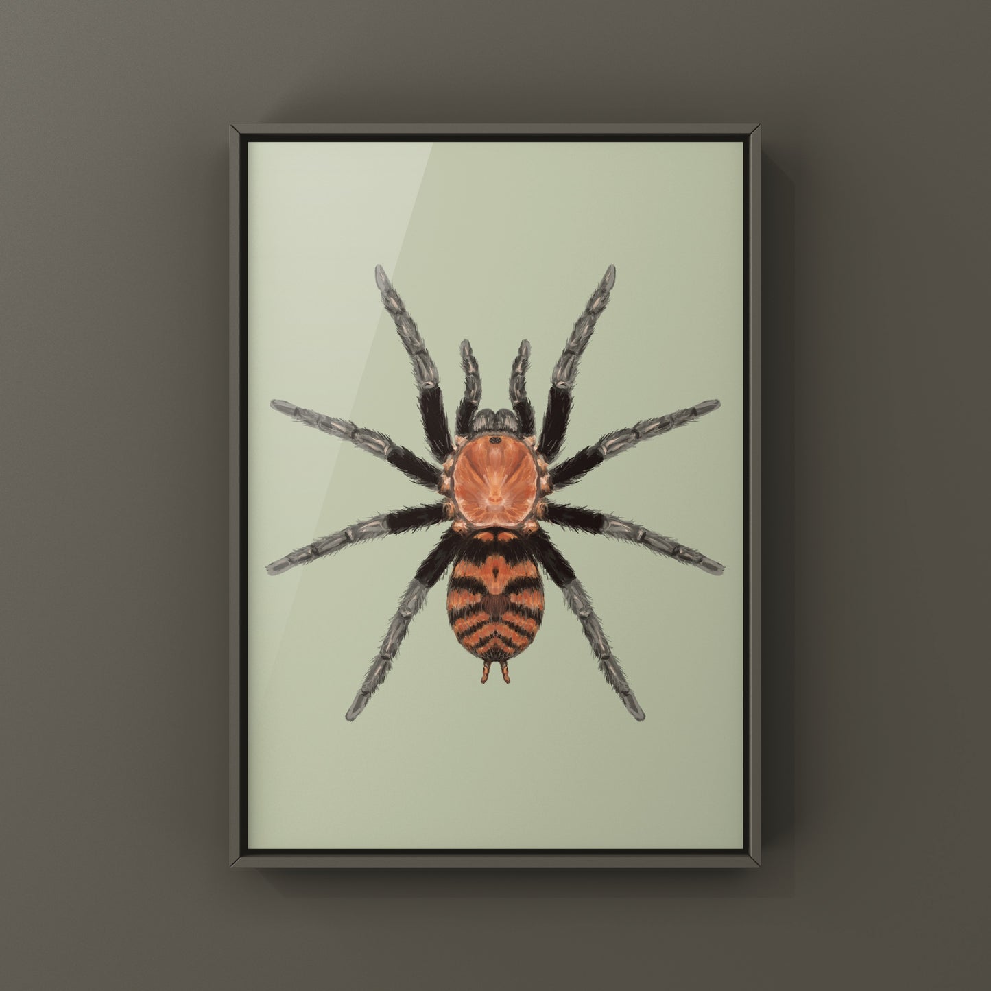 Guatemalan Tiger Rump Tarantula, Davus Pentaloris, Photographic Art Print from The Silk Ranch