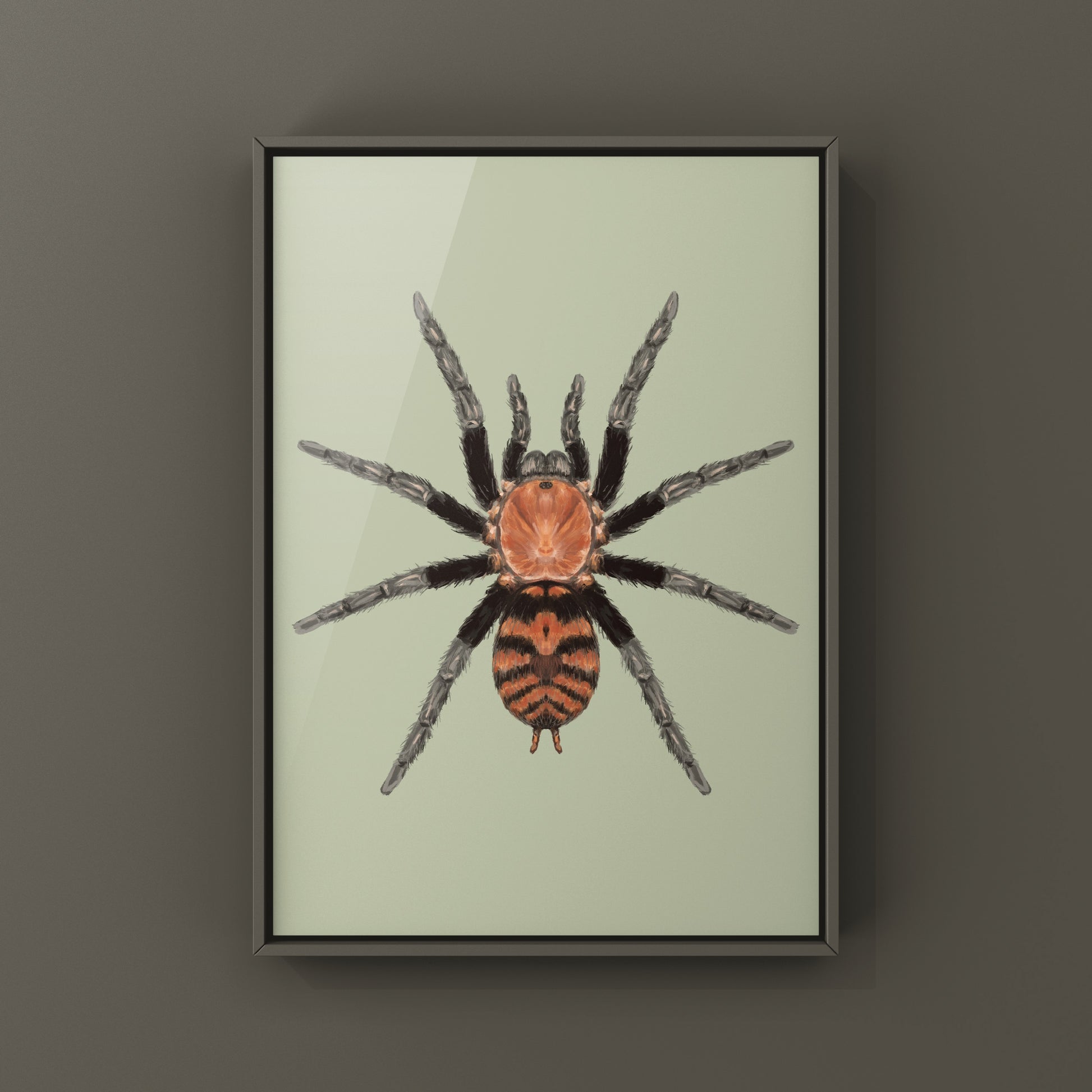Guatemalan Tiger Rump Tarantula, Davus Pentaloris, Photographic Art Print from The Silk Ranch