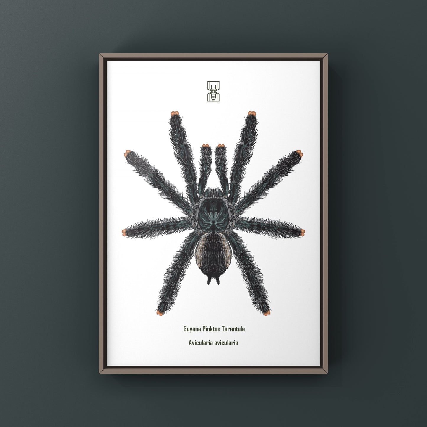 Guyana Pinktoe Tarantula, Avicularia Avicularia, Photographic Art Print from The Silk Ranch
