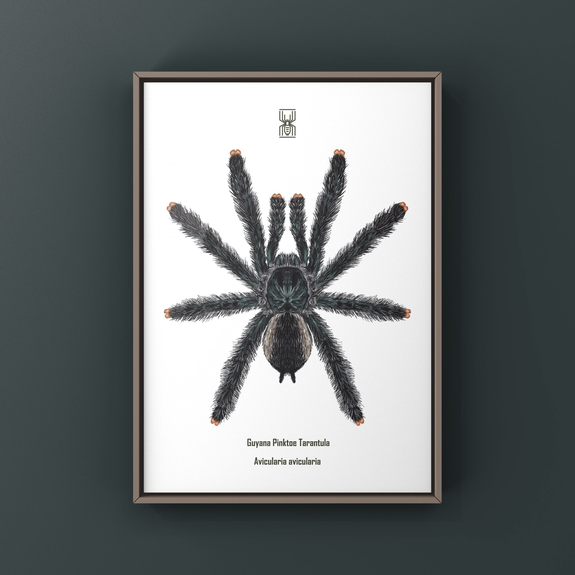 Guyana Pinktoe Tarantula, Avicularia Avicularia, Photographic Art Print from The Silk Ranch