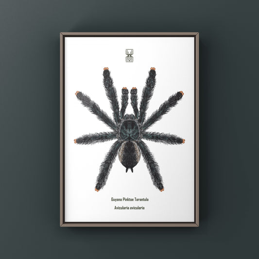 Guyana Pinktoe Tarantula, Avicularia Avicularia, Photographic Art Print from The Silk Ranch