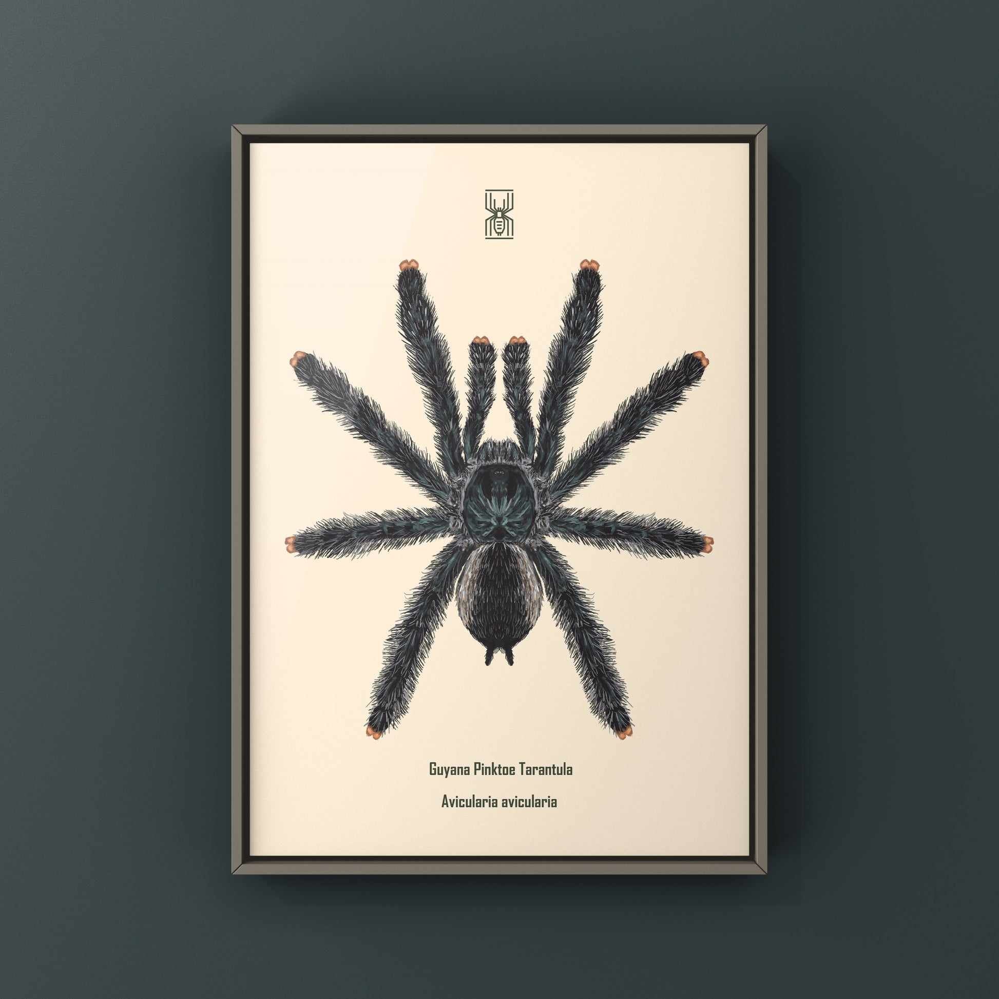 Guyana Pinktoe Tarantula, Avicularia Avicularia, Photographic Art Print from The Silk Ranch