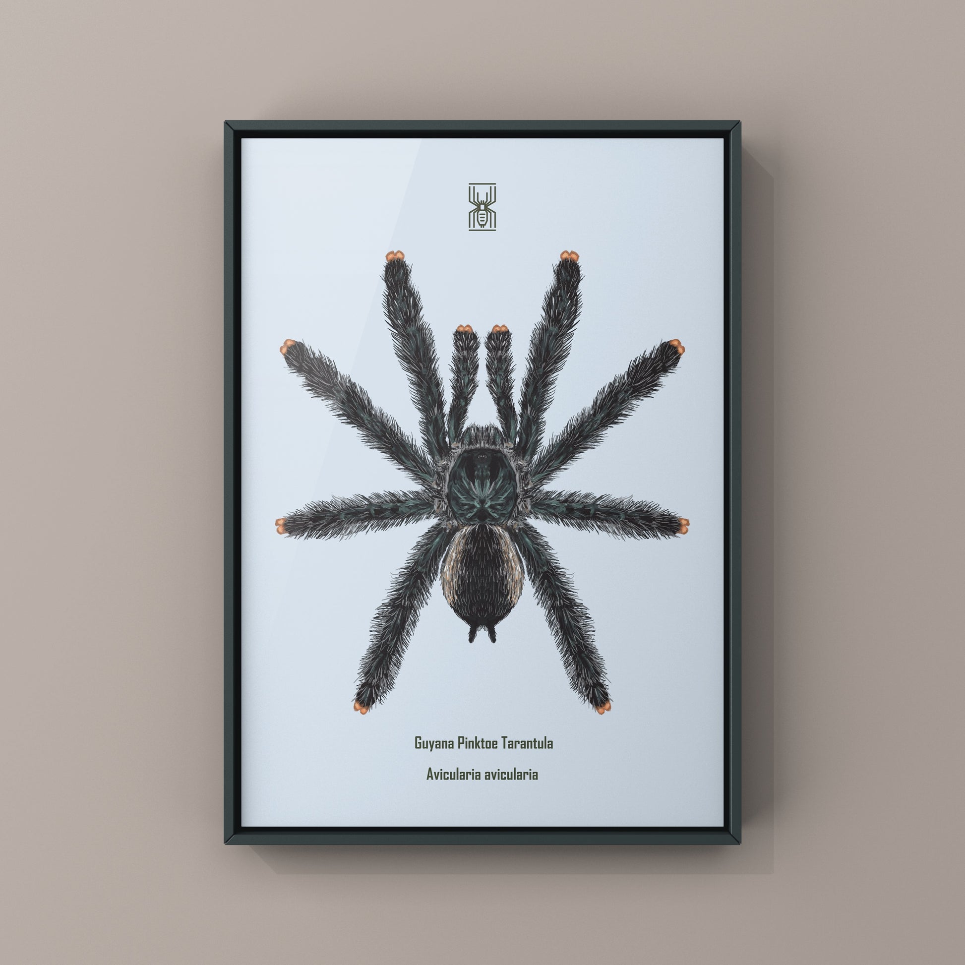 Guyana Pinktoe Tarantula, Avicularia Avicularia, Photographic Art Print from The Silk Ranch