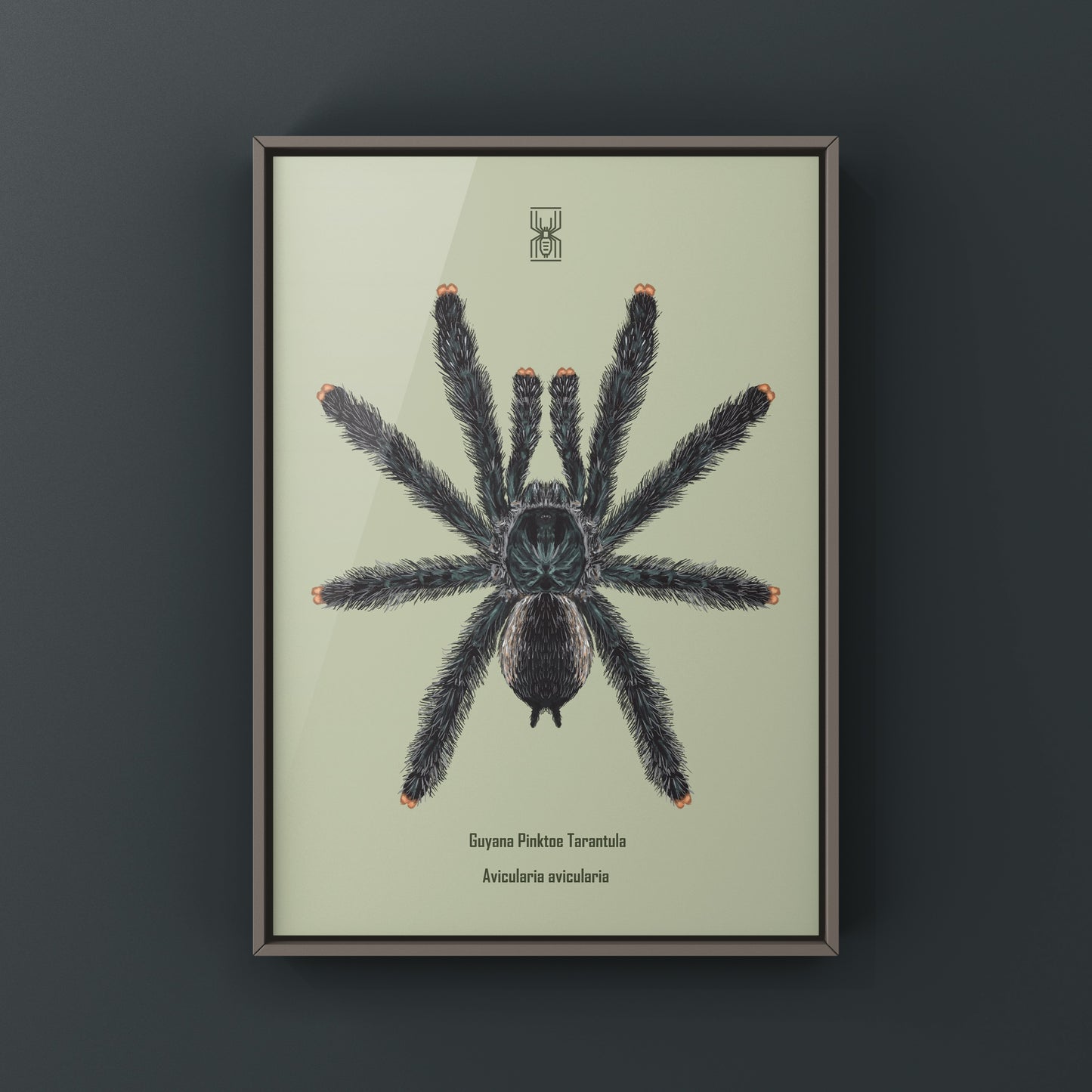 Guyana Pinktoe Tarantula, Avicularia Avicularia, Photographic Art Print from The Silk Ranch