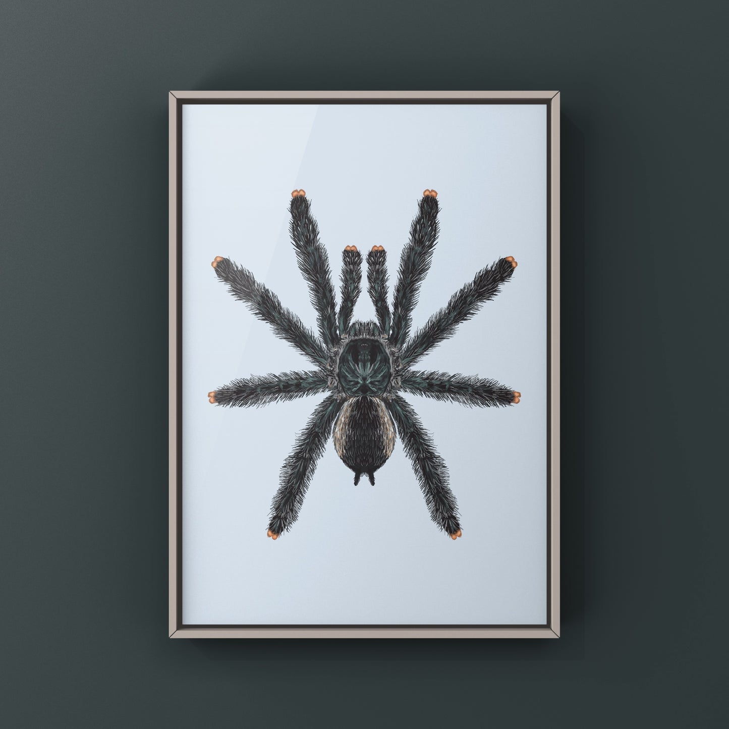 Guyana Pinktoe Tarantula, Avicularia Avicularia, Photographic Art Print from The Silk Ranch