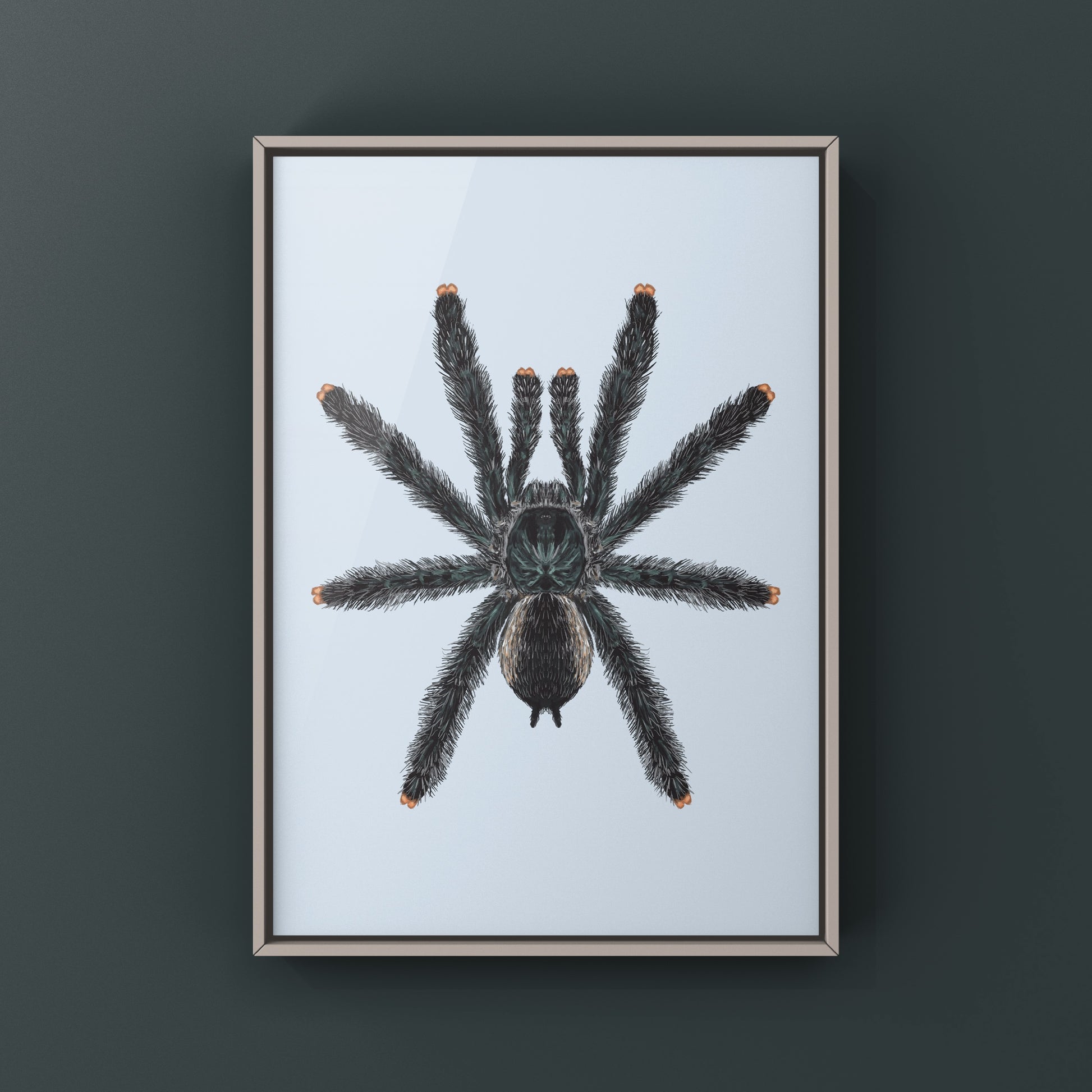 Guyana Pinktoe Tarantula, Avicularia Avicularia, Photographic Art Print from The Silk Ranch