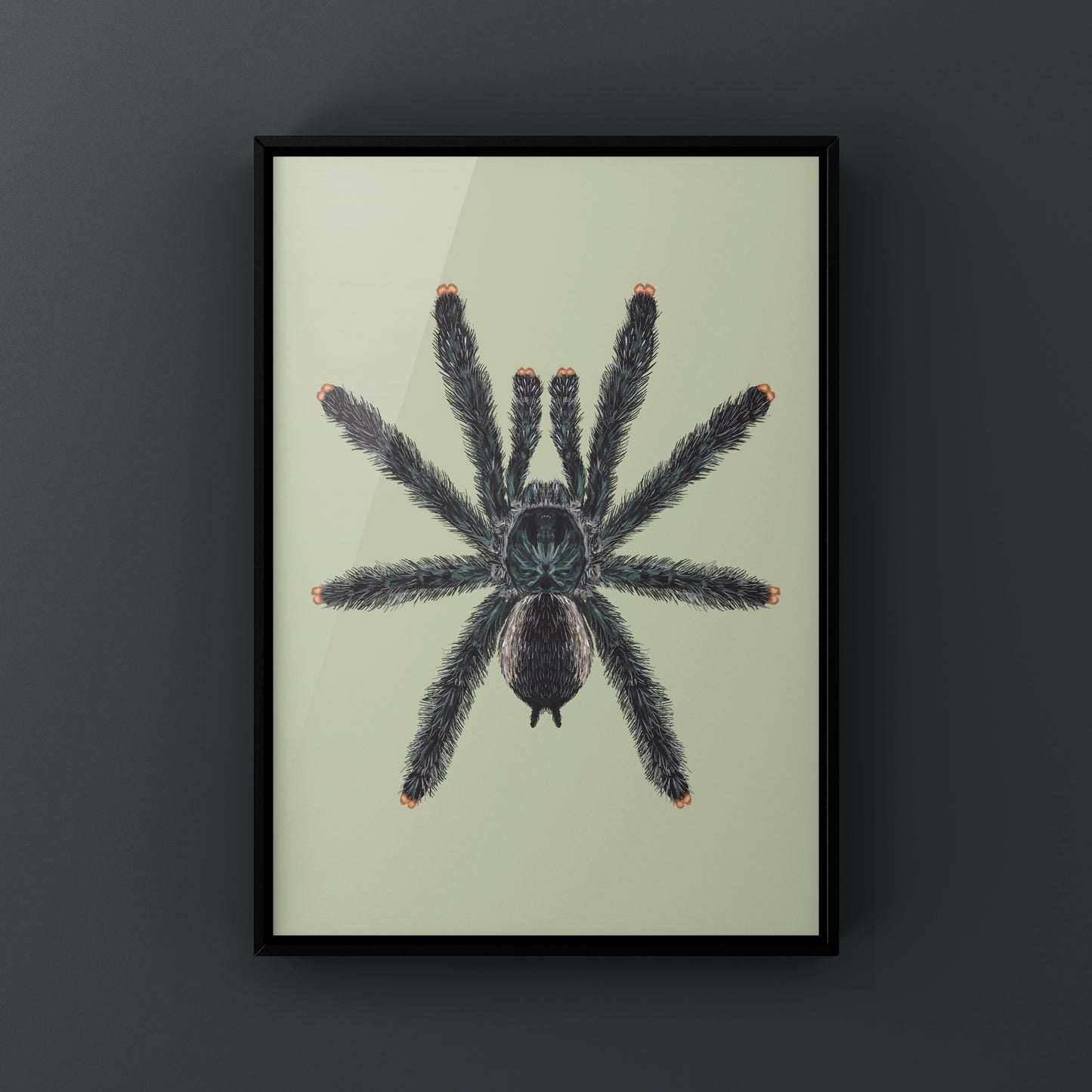 Guyana Pinktoe Tarantula, Avicularia Avicularia, Photographic Art Print from The Silk Ranch