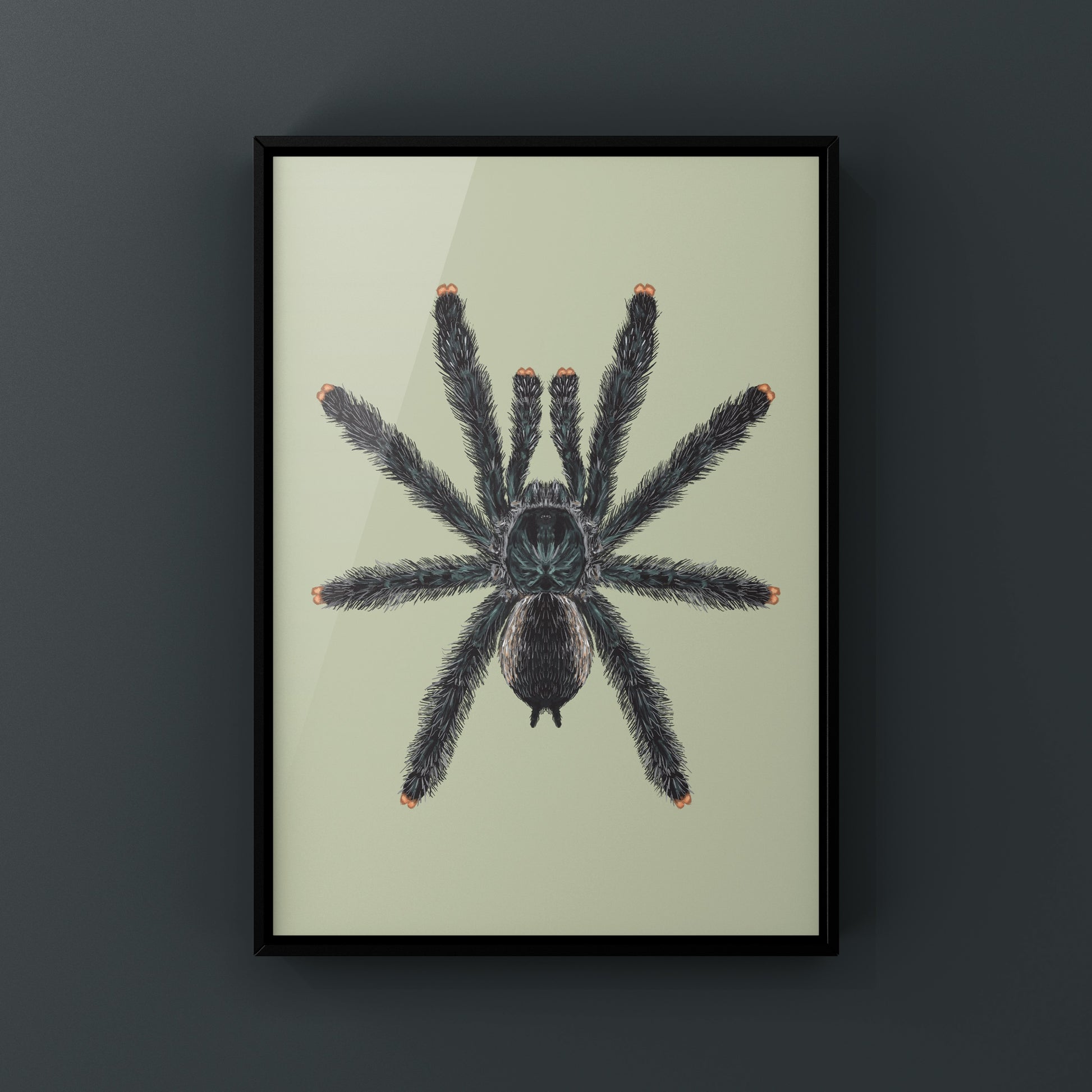 Guyana Pinktoe Tarantula, Avicularia Avicularia, Photographic Art Print from The Silk Ranch