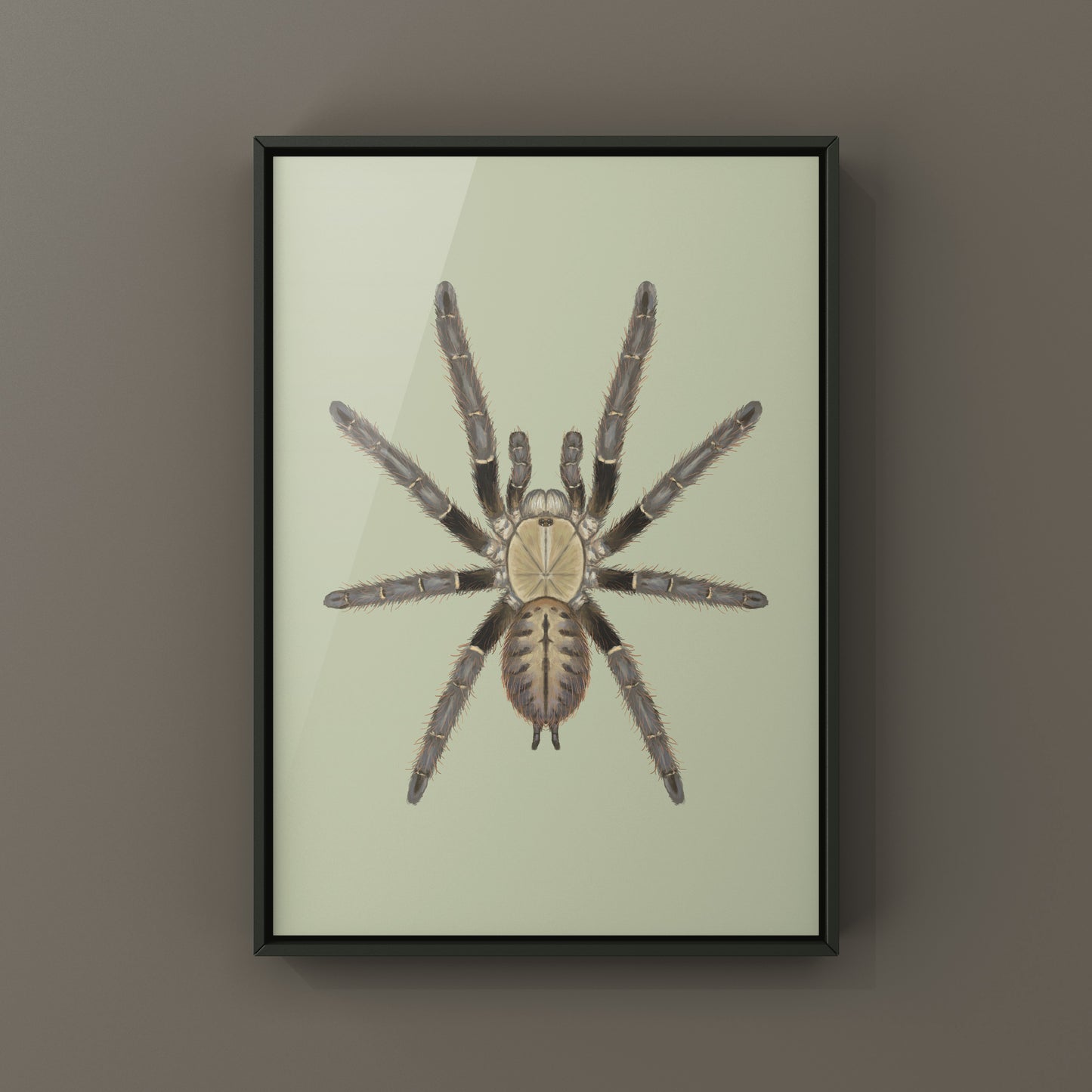 Malaysian Earth Tiger Tarantula, Omothymus Schioedtei, Photographic Art Print from The Silk Ranch