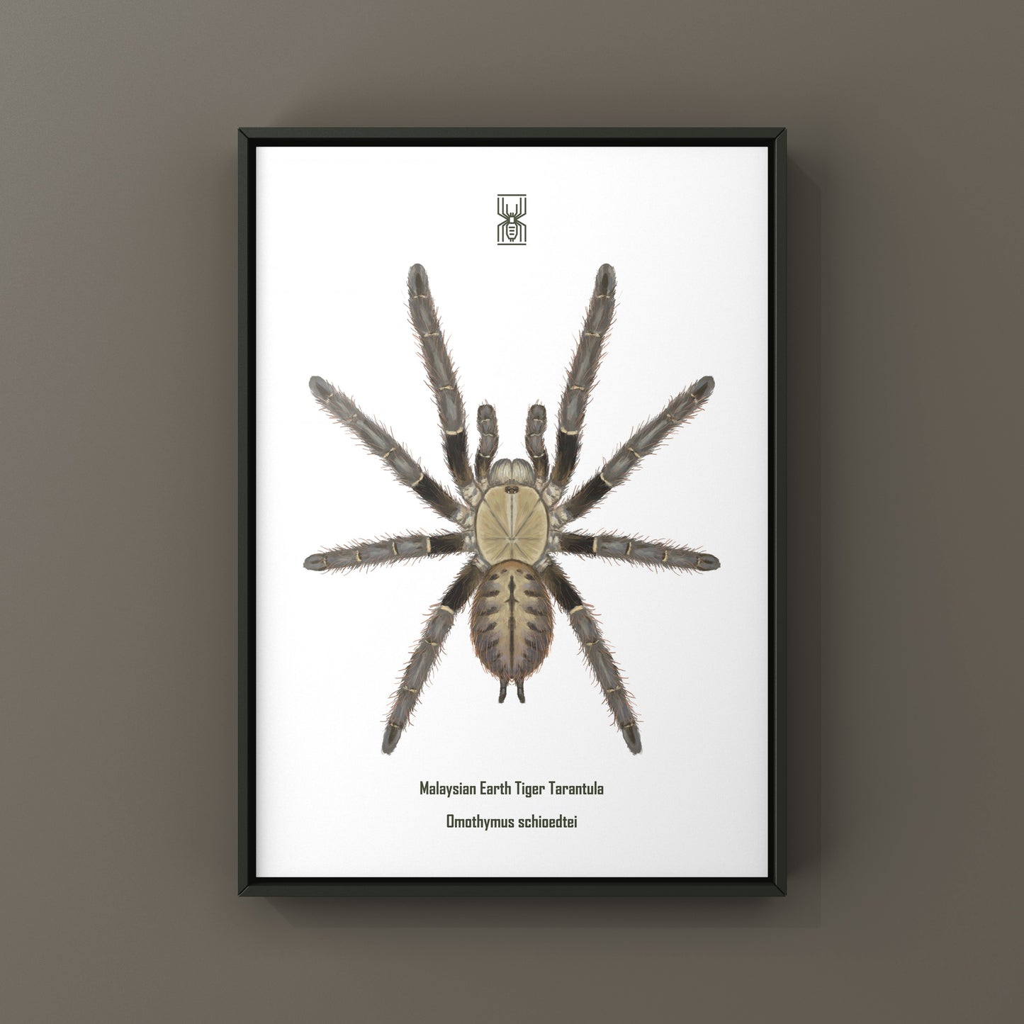 Malaysian Earth Tiger Tarantula, Omothymus Schioedtei, Photographic Art Print from The Silk Ranch
