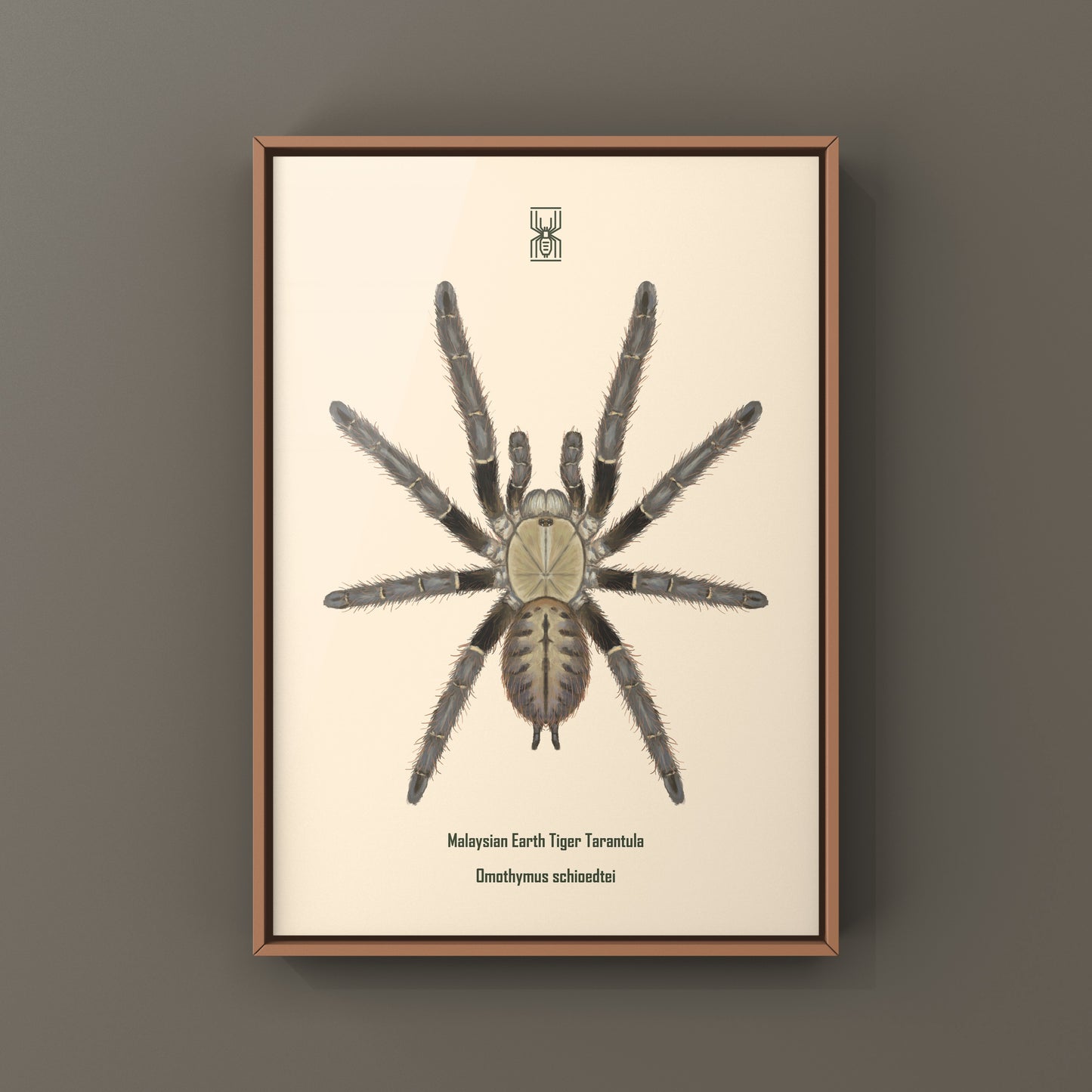 Malaysian Earth Tiger Tarantula, Omothymus Schioedtei, Photographic Art Print from The Silk Ranch