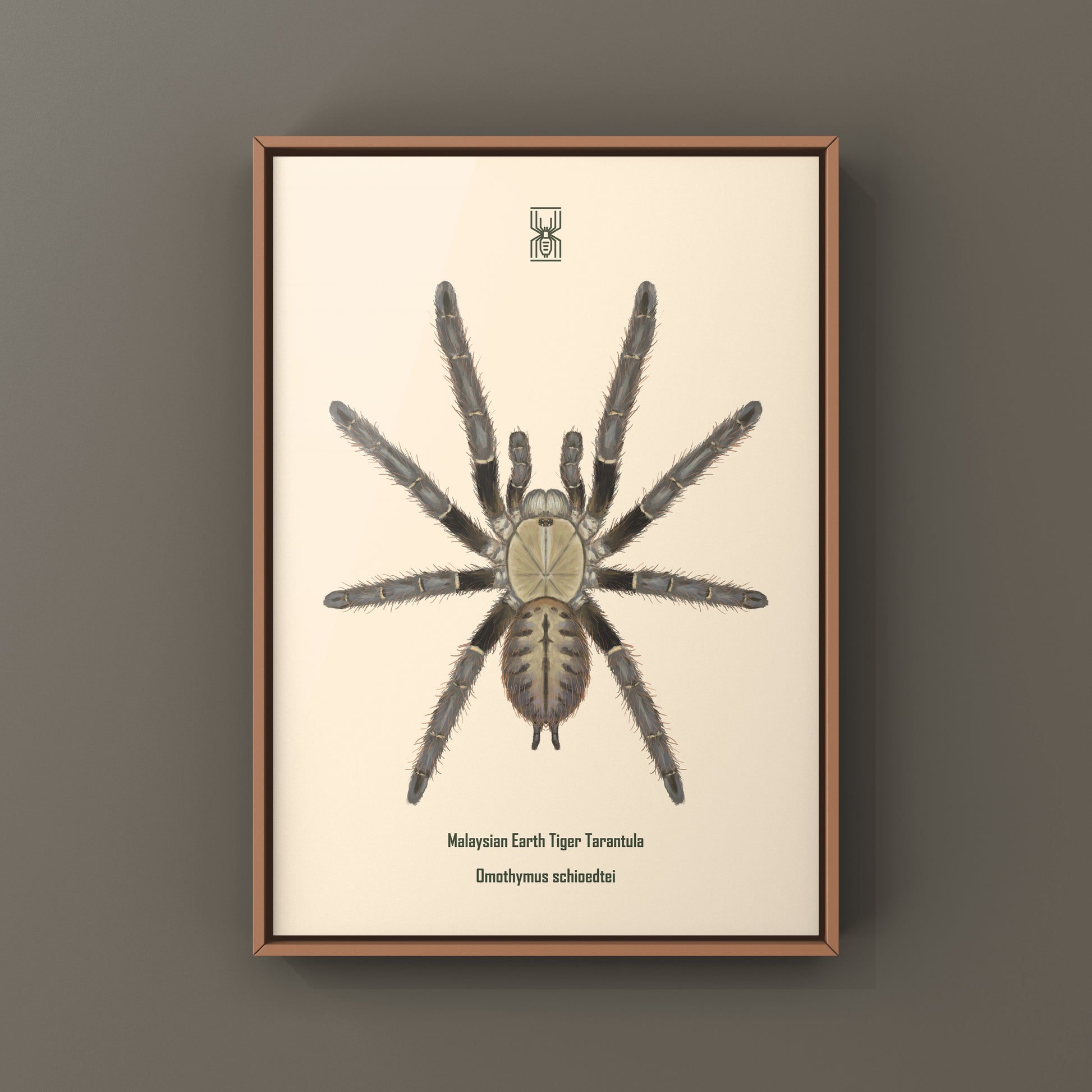 Malaysian Earth Tiger Tarantula, Omothymus Schioedtei, Photographic Art Print from The Silk Ranch