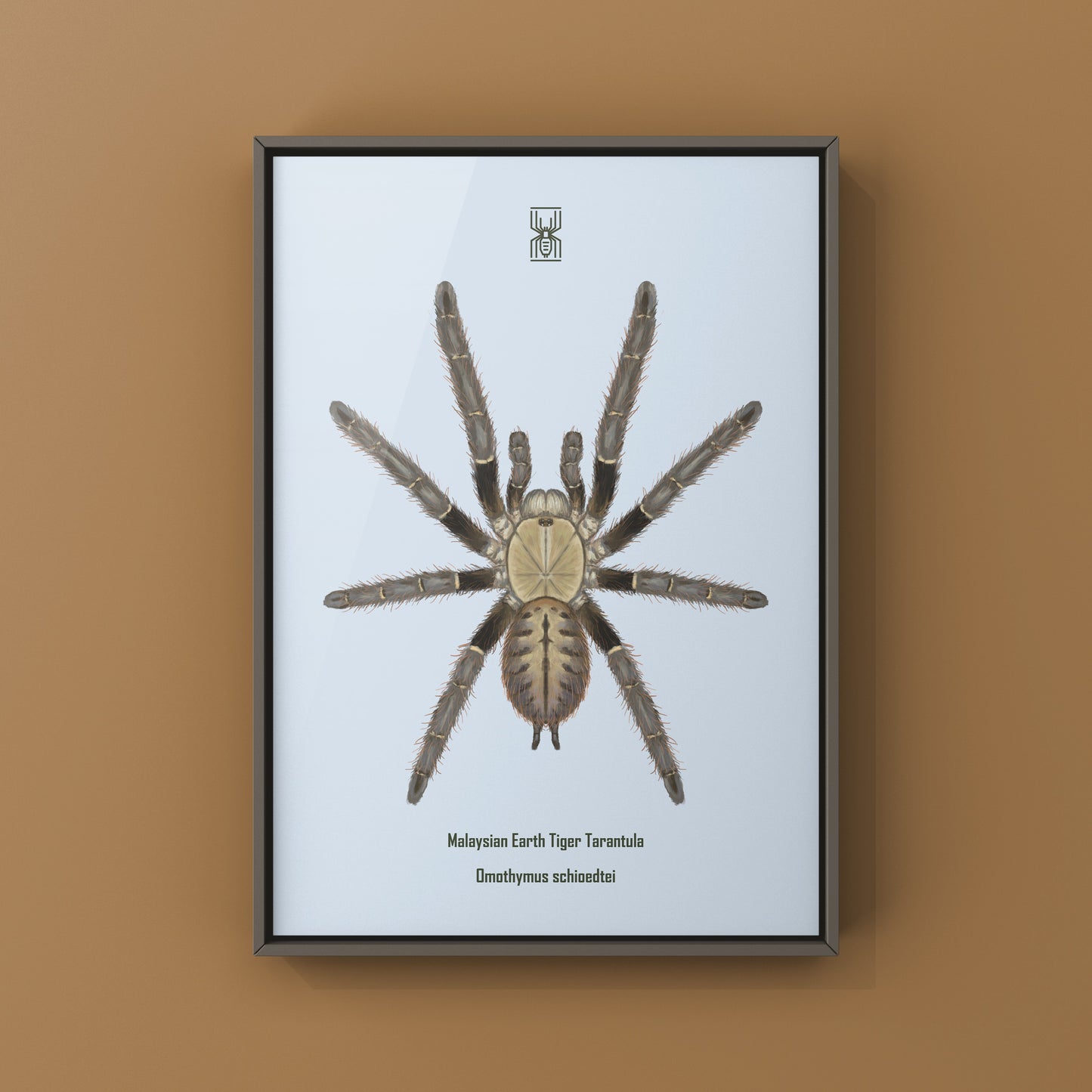 Malaysian Earth Tiger Tarantula, Omothymus Schioedtei, Photographic Art Print from The Silk Ranch