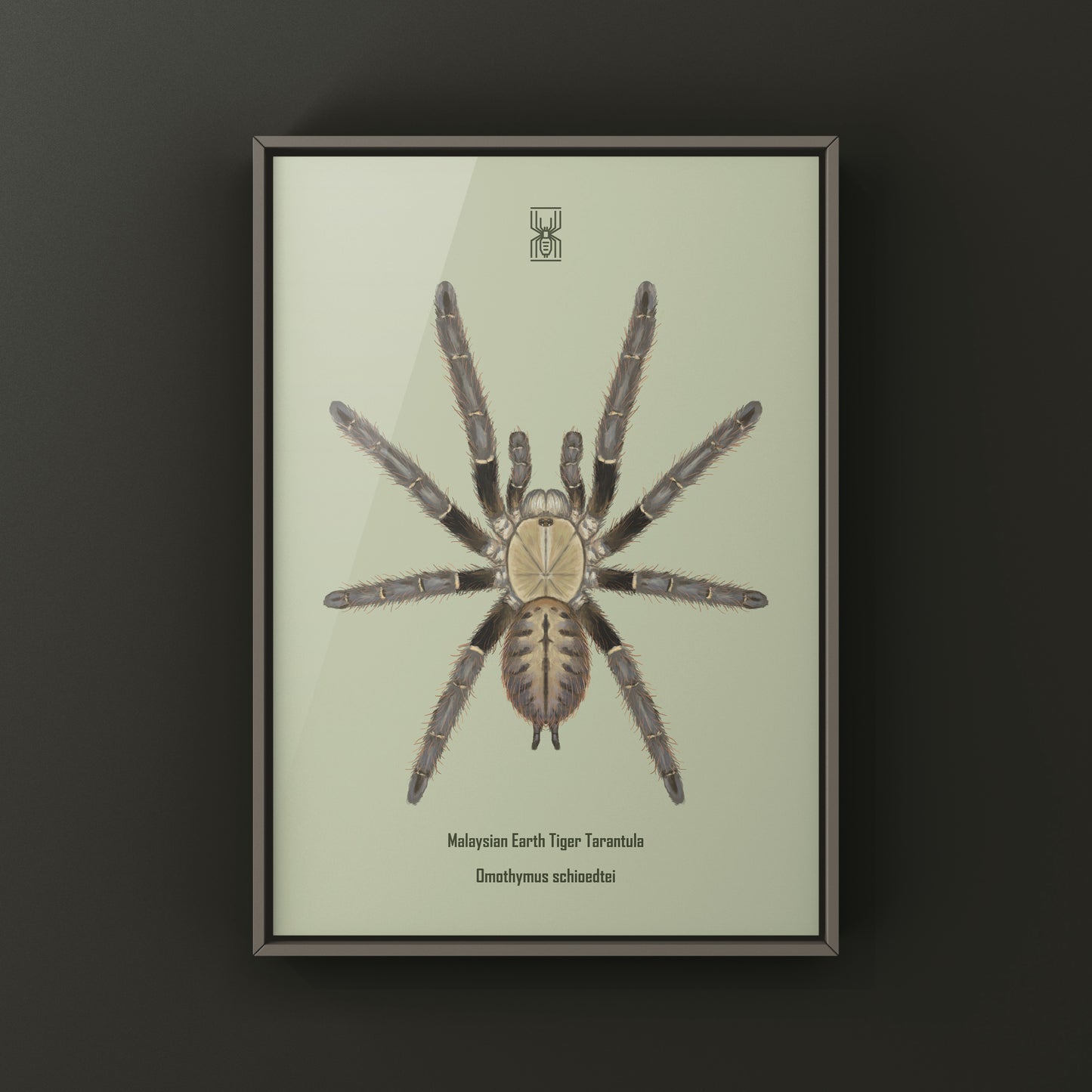 Malaysian Earth Tiger Tarantula, Omothymus Schioedtei, Photographic Art Print from The Silk Ranch
