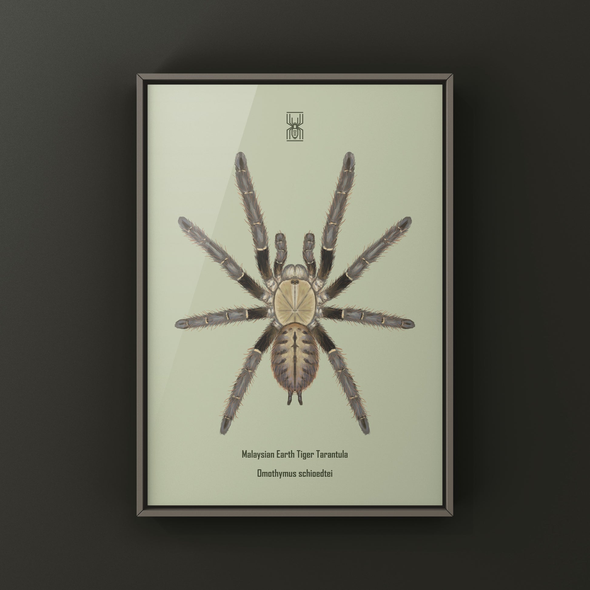 Malaysian Earth Tiger Tarantula, Omothymus Schioedtei, Photographic Art Print from The Silk Ranch