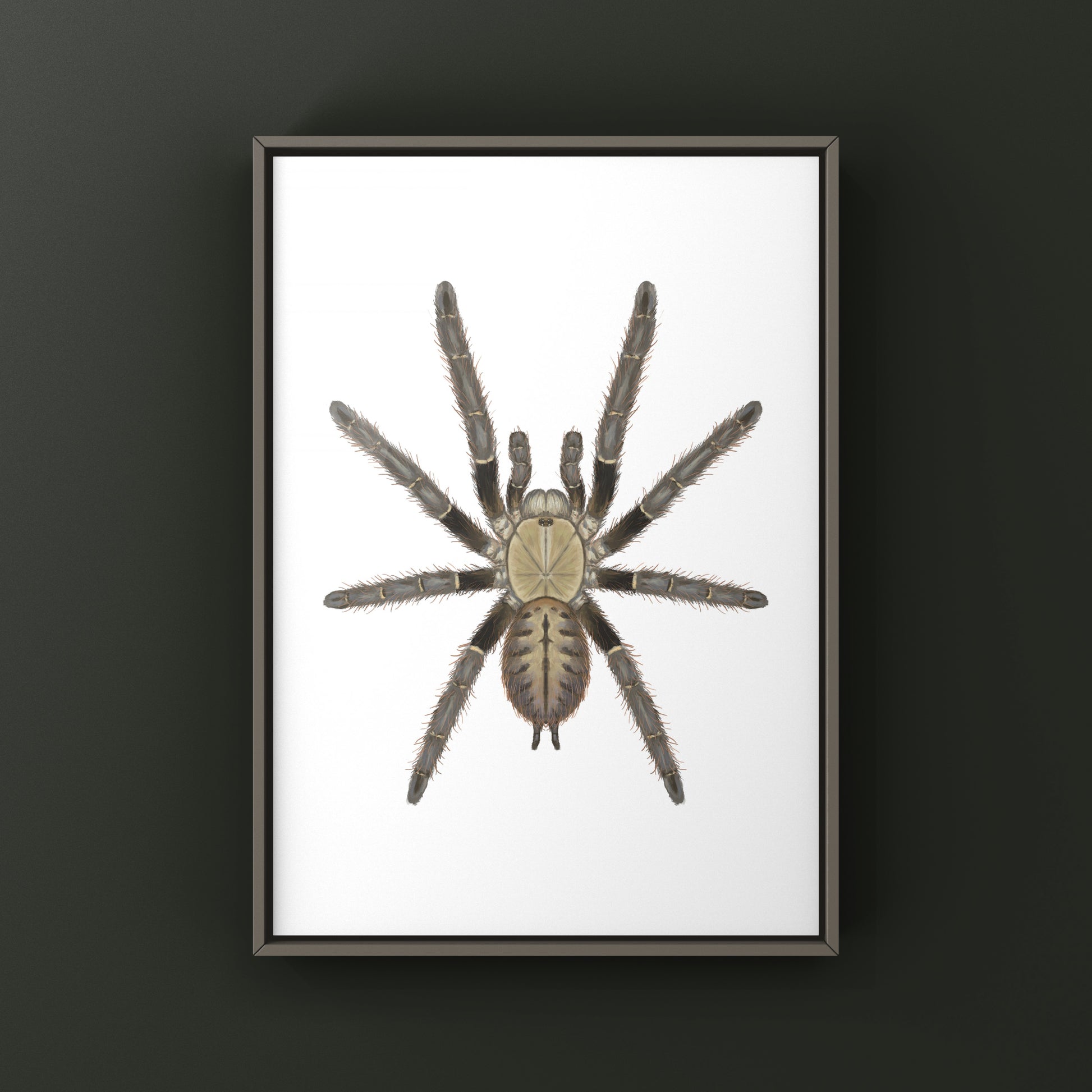 Malaysian Earth Tiger Tarantula, Omothymus Schioedtei, Photographic Art Print from The Silk Ranch