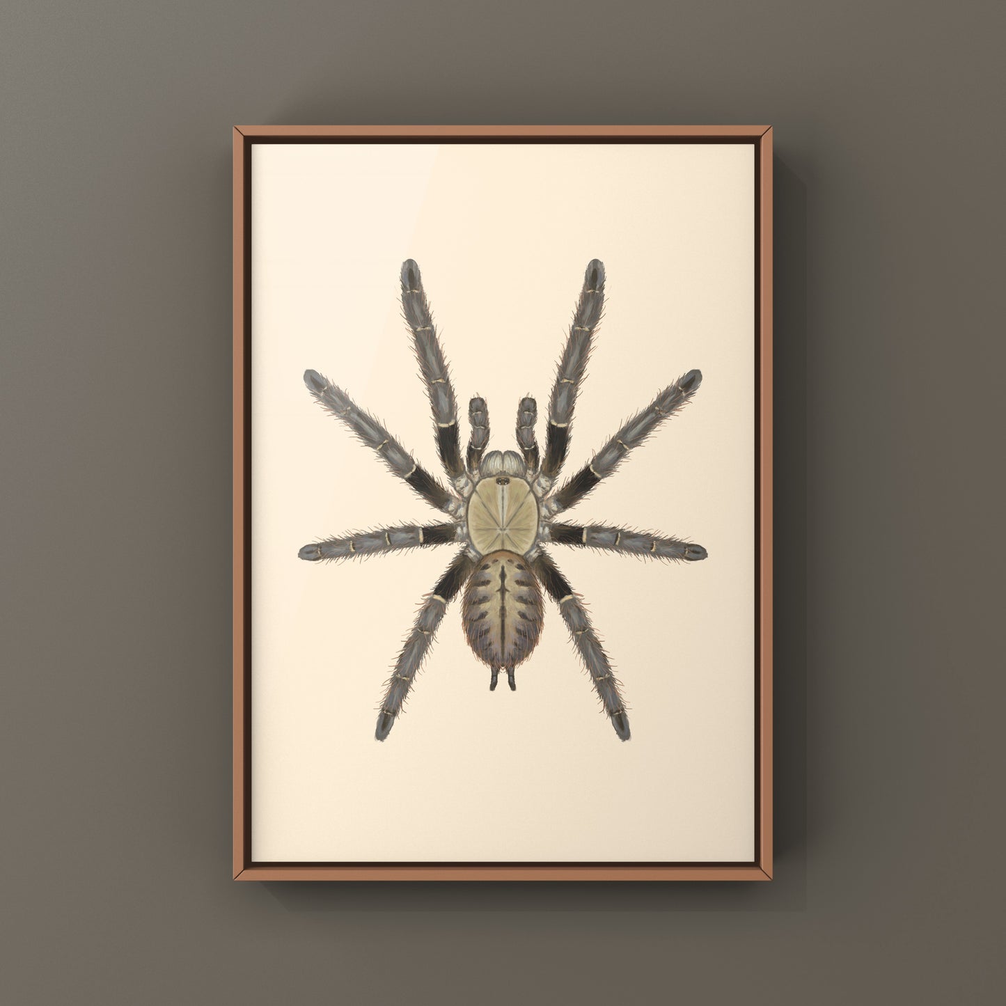 Malaysian Earth Tiger Tarantula, Omothymus Schioedtei, Photographic Art Print from The Silk Ranch