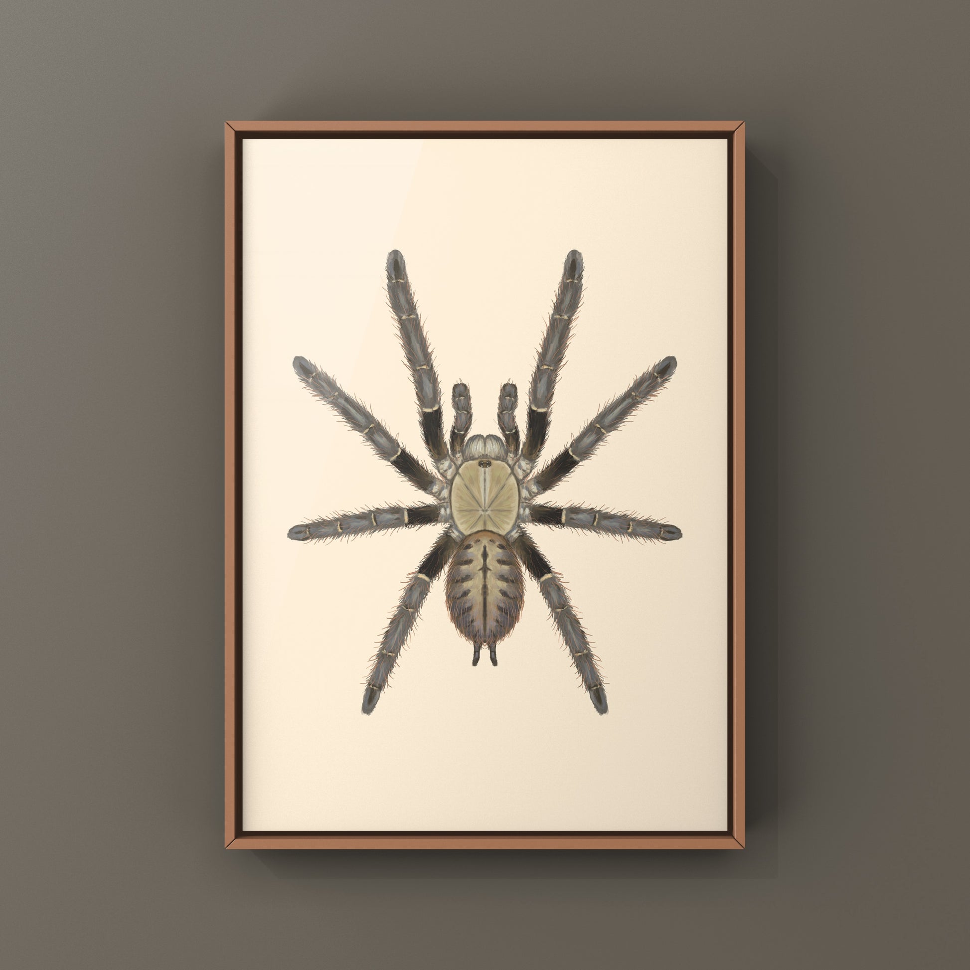 Malaysian Earth Tiger Tarantula, Omothymus Schioedtei, Photographic Art Print from The Silk Ranch
