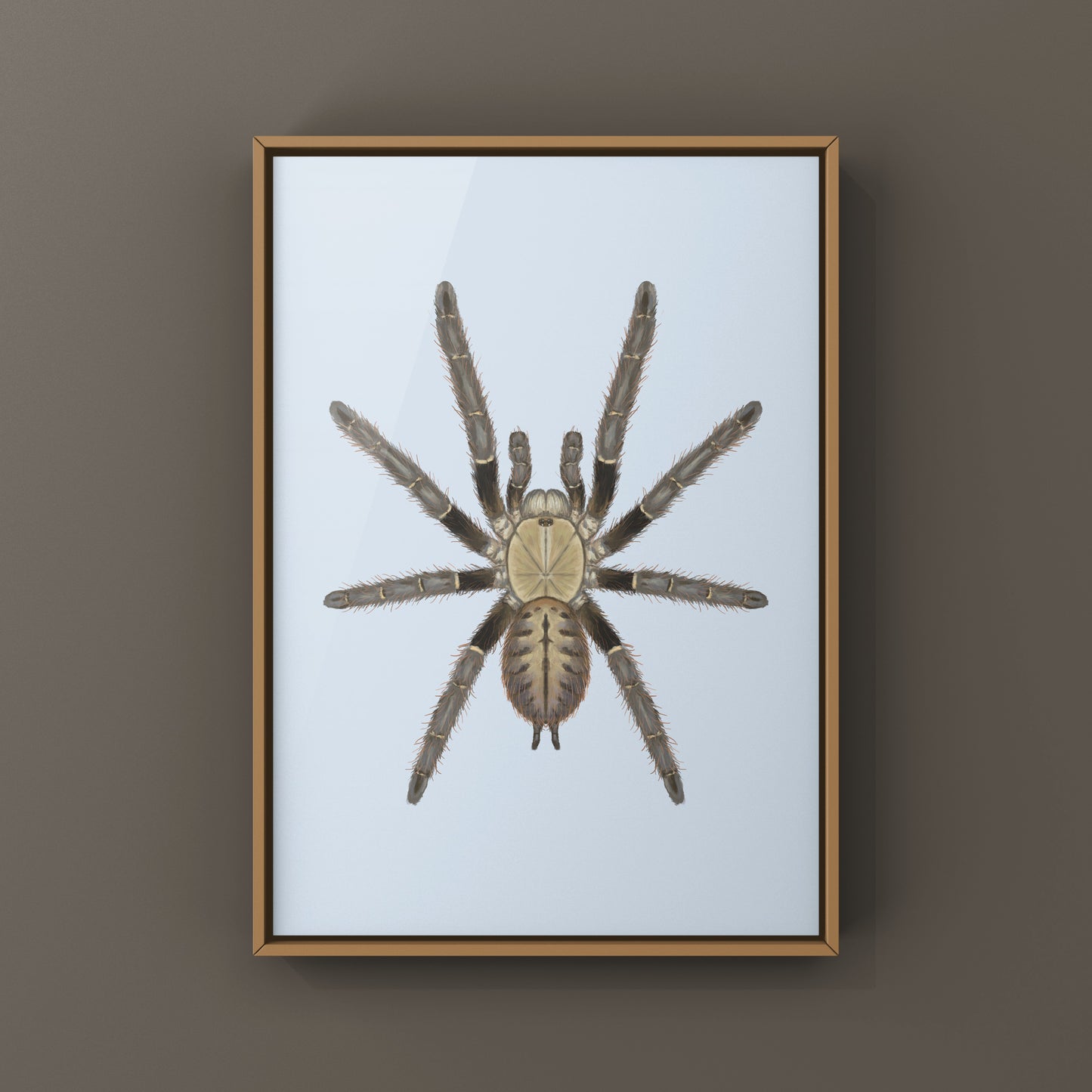 Malaysian Earth Tiger Tarantula, Omothymus Schioedtei, Photographic Art Print from The Silk Ranch