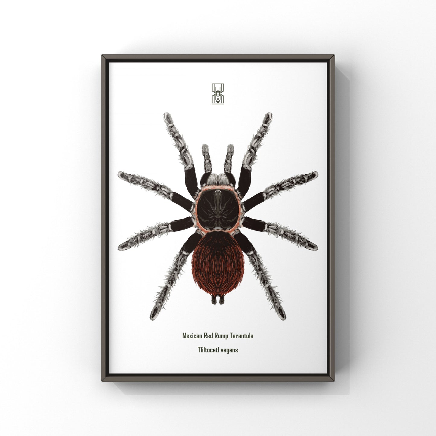 Mexican Red Rump Tarantula, Tliltocatl Vagans, Photographic Art Print from The Silk Ranch