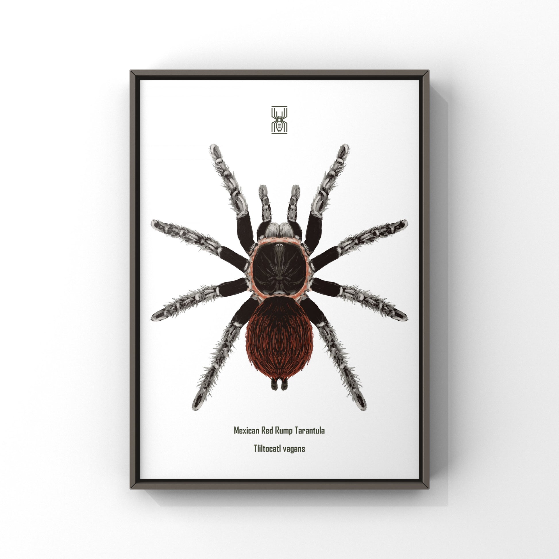 Mexican Red Rump Tarantula, Tliltocatl Vagans, Photographic Art Print from The Silk Ranch