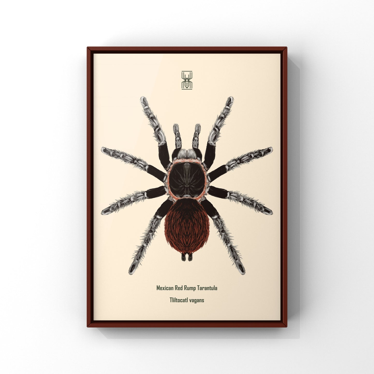 Mexican Red Rump Tarantula, Tliltocatl Vagans, Photographic Art Print from The Silk Ranch
