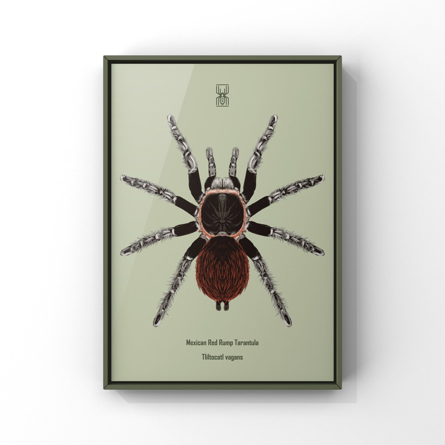 Mexican Red Rump Tarantula, Tliltocatl Vagans, Photographic Art Print from The Silk Ranch