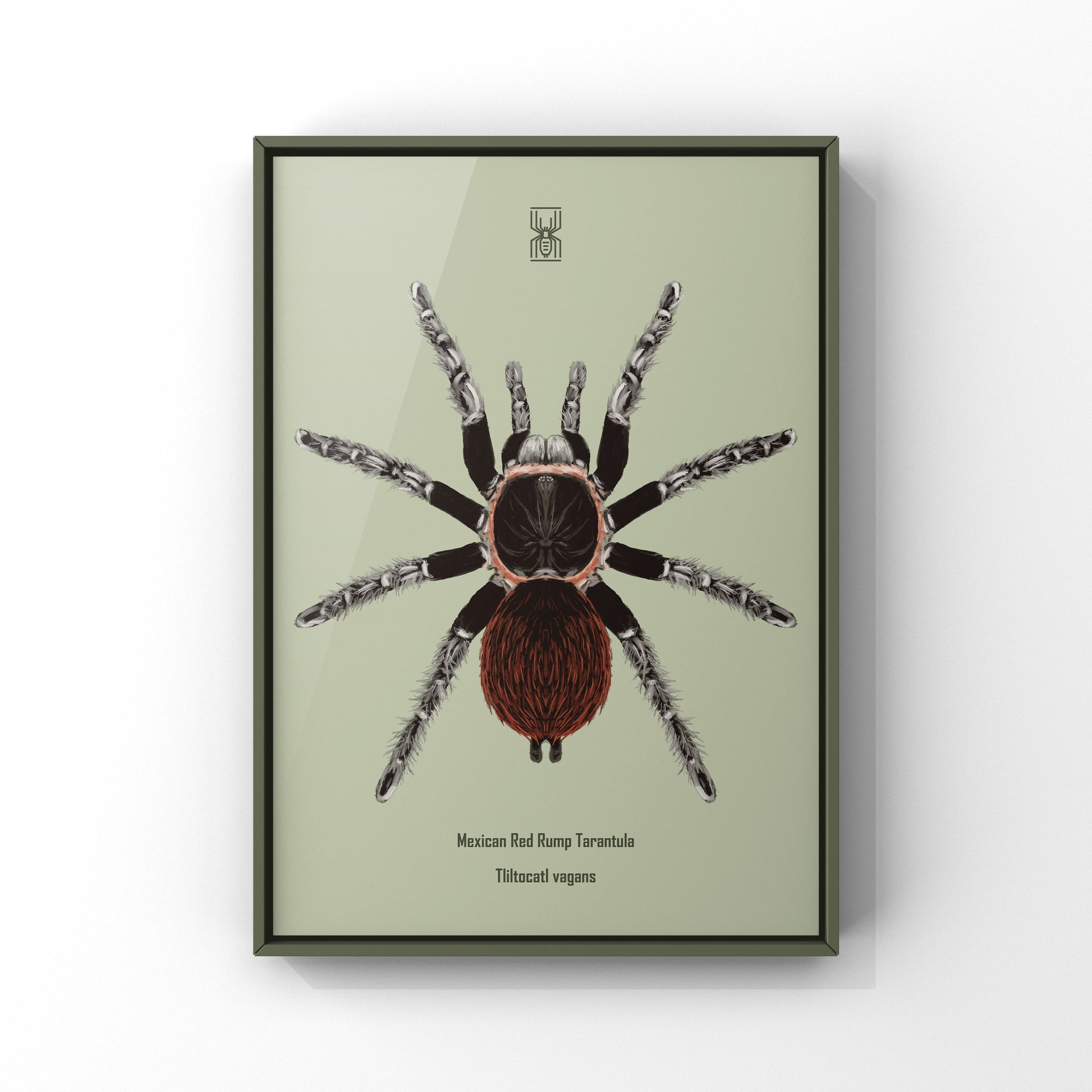 Mexican Red Rump Tarantula, Tliltocatl Vagans, Photographic Art Print from The Silk Ranch