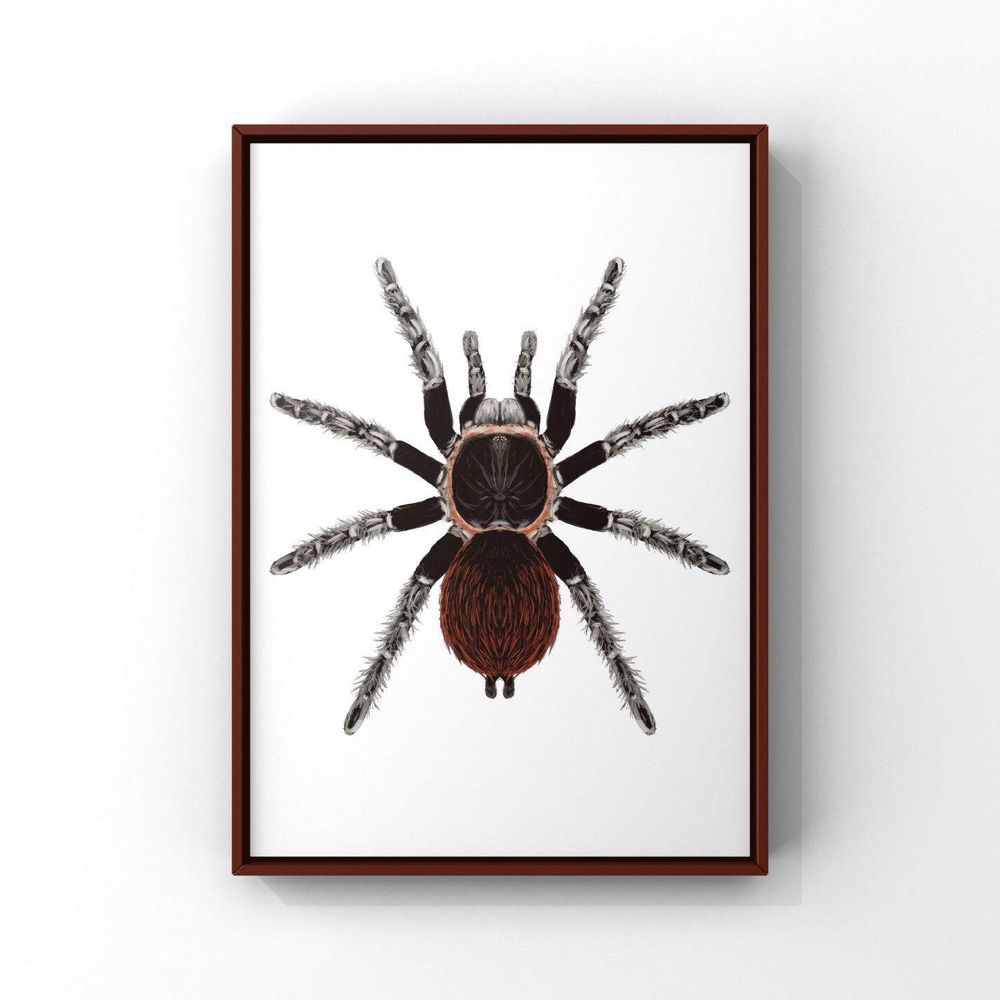 Mexican Red Rump Tarantula, Tliltocatl Vagans, Photographic Art Print from The Silk Ranch