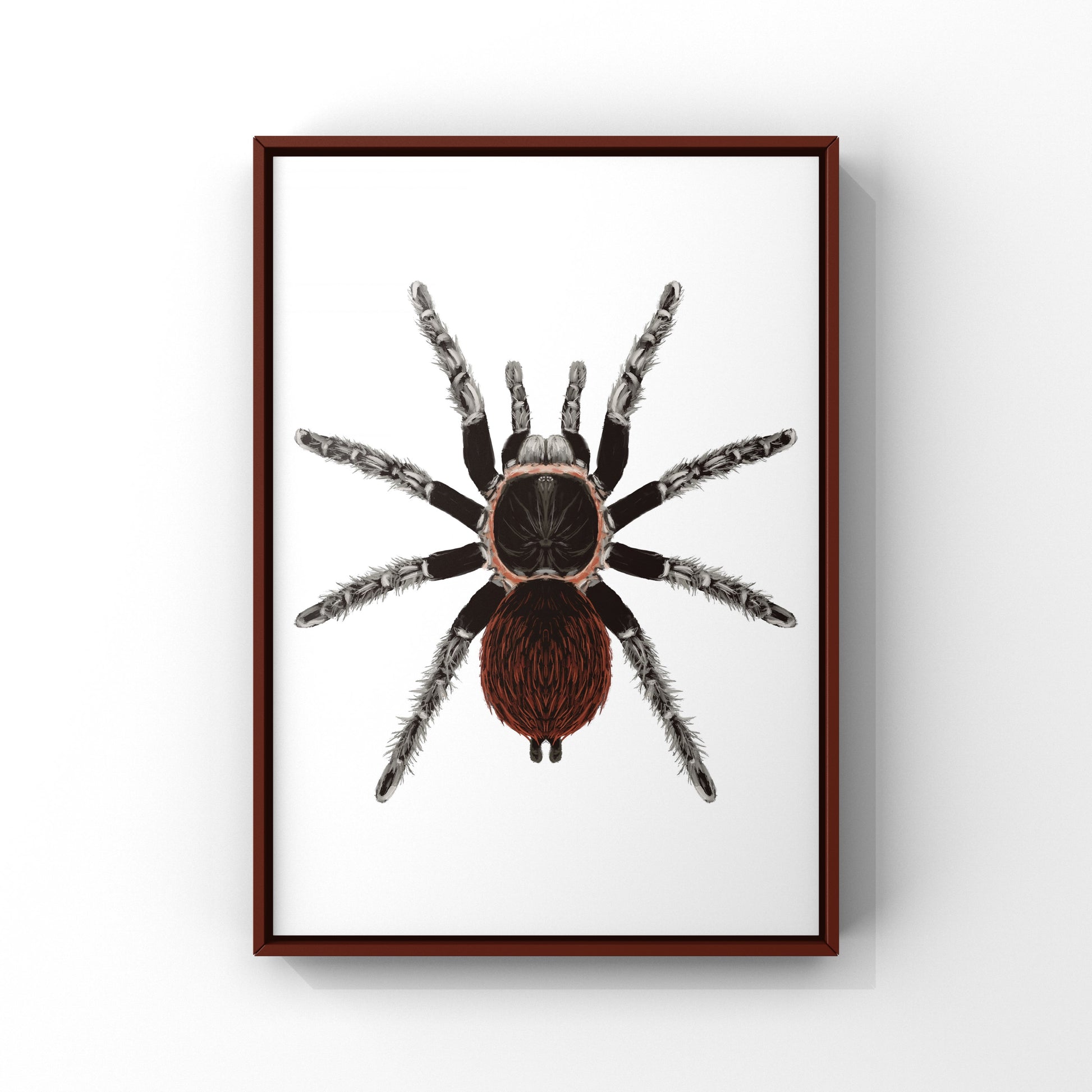 Mexican Red Rump Tarantula, Tliltocatl Vagans, Photographic Art Print from The Silk Ranch